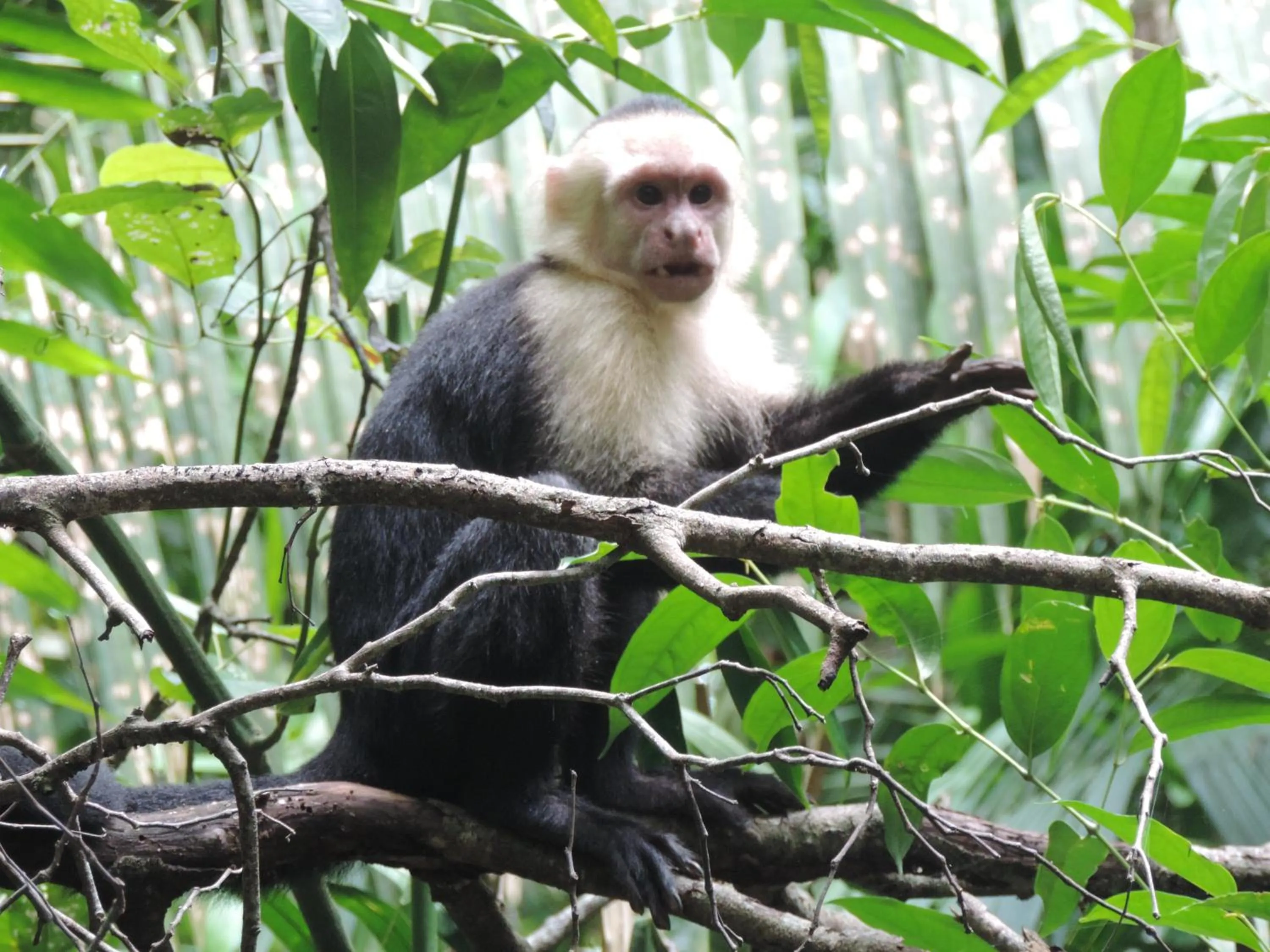 Animals in Celeste Mountain Lodge