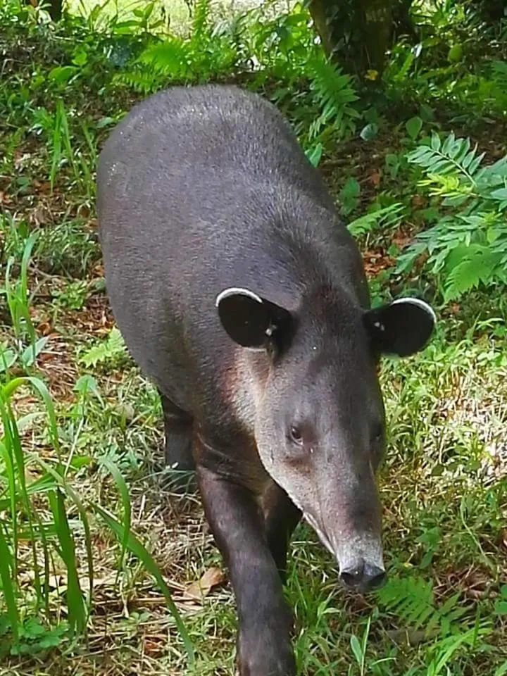 Animals in Celeste Mountain Lodge