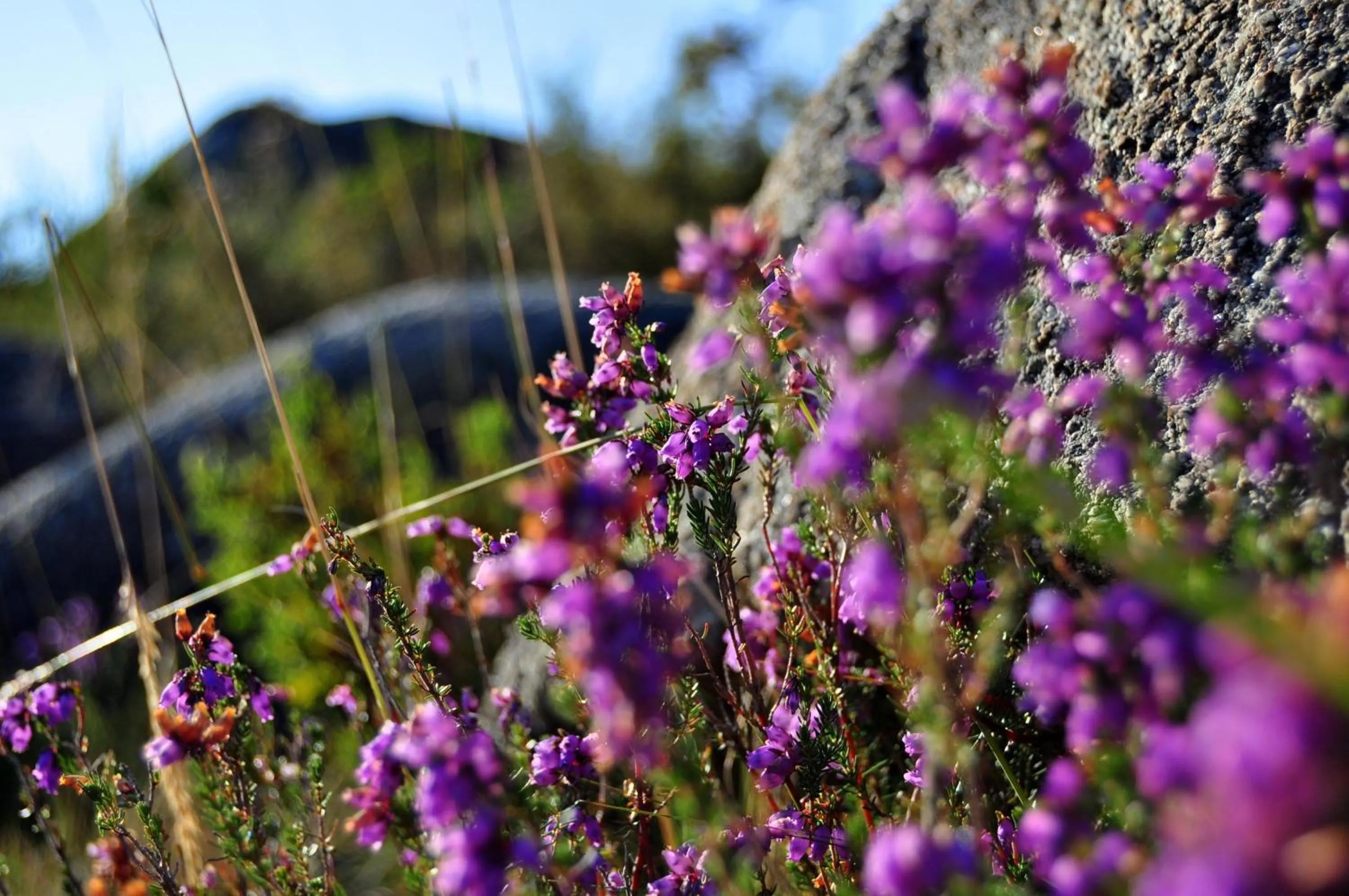 Area and facilities in Hotel Castrum Villae by Walk Hotels