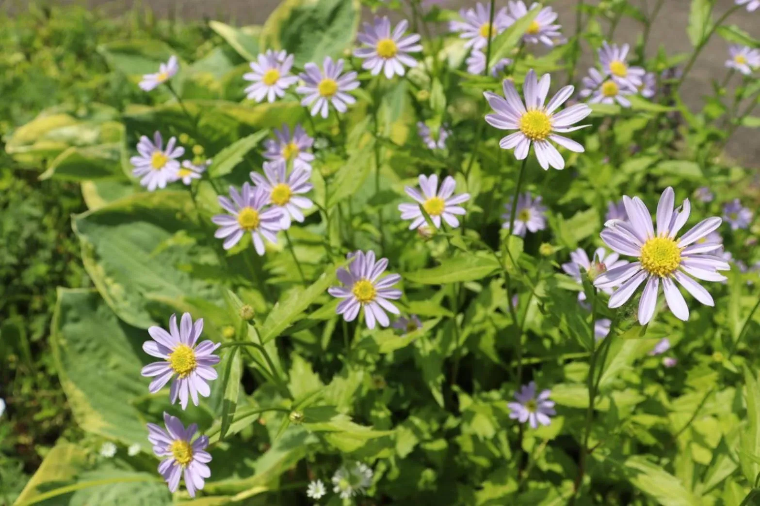 Yamagata Zao Pension Apron Stage