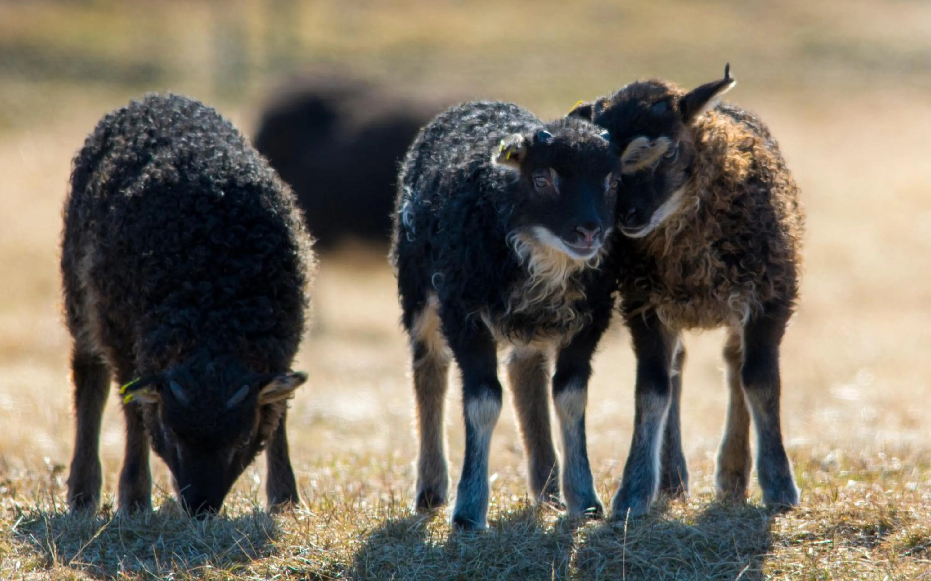 Summer in Guesthouse Kiljan