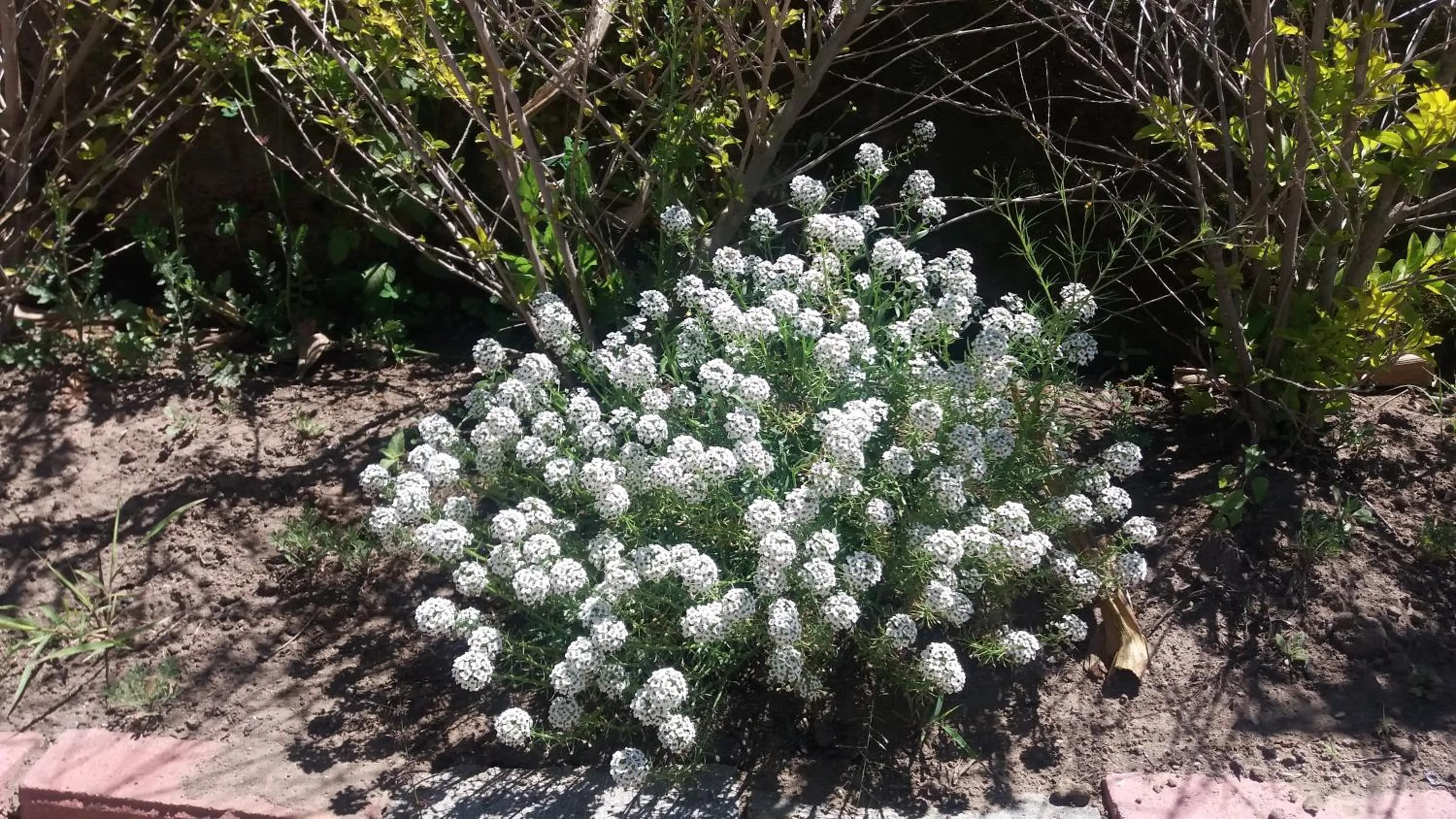 Garden in Las Hortensia's Casa De Huespedes