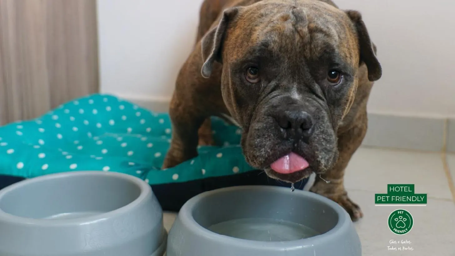 Pets in Eldorado Atibaia Eco Resort