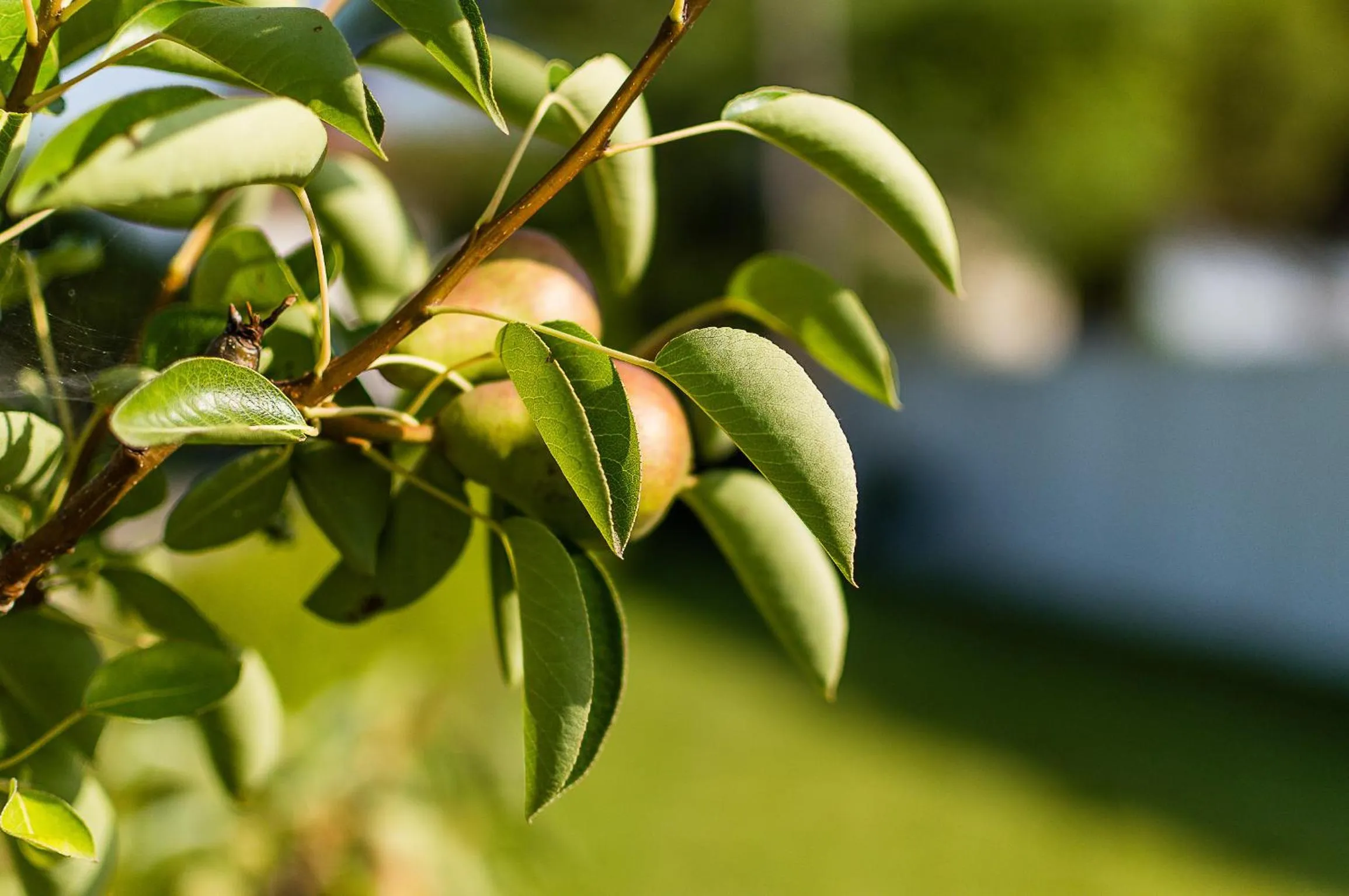 Garden in Casa Da Padeira - Turismo Rural