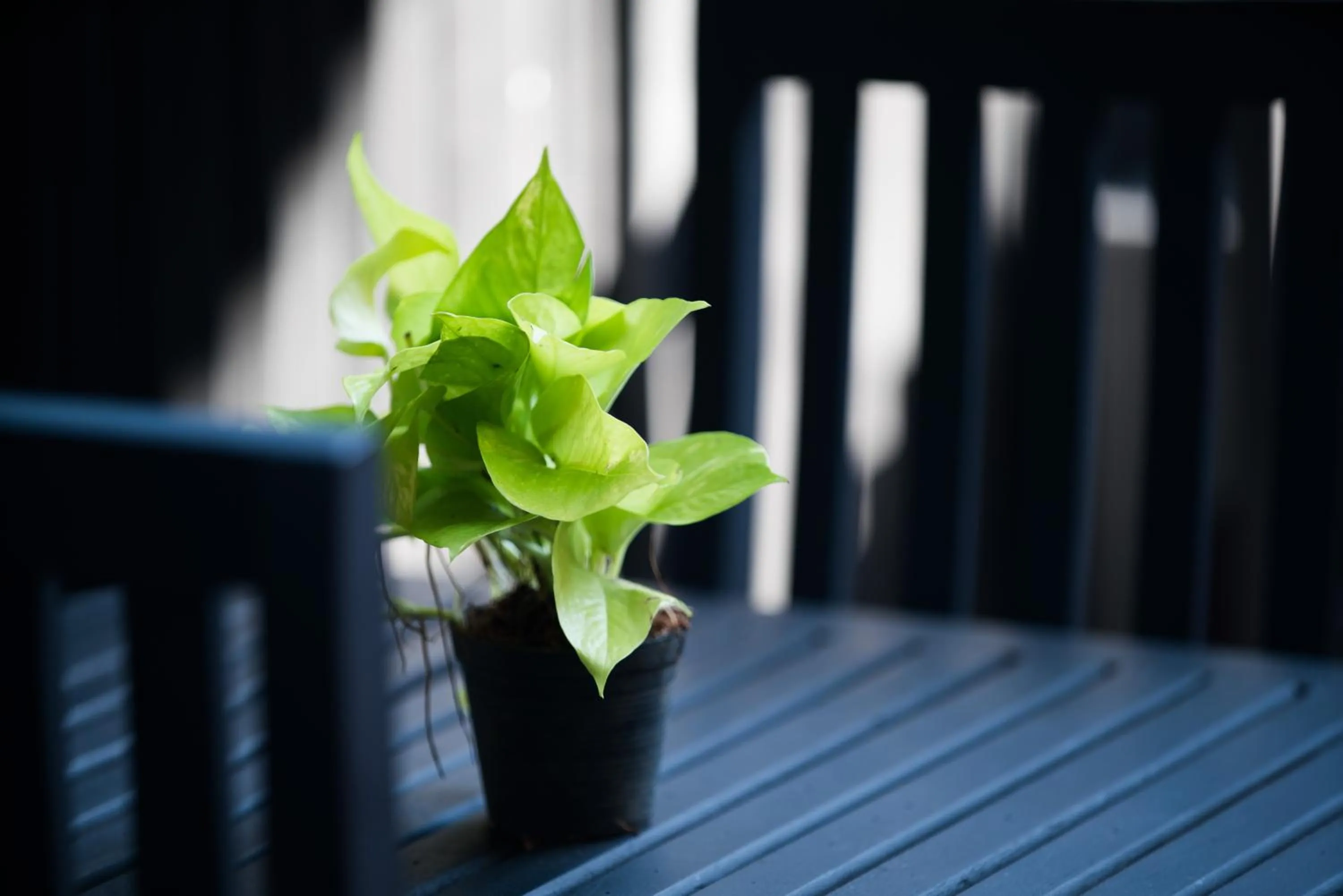 Activities in Noni Tree Hostel