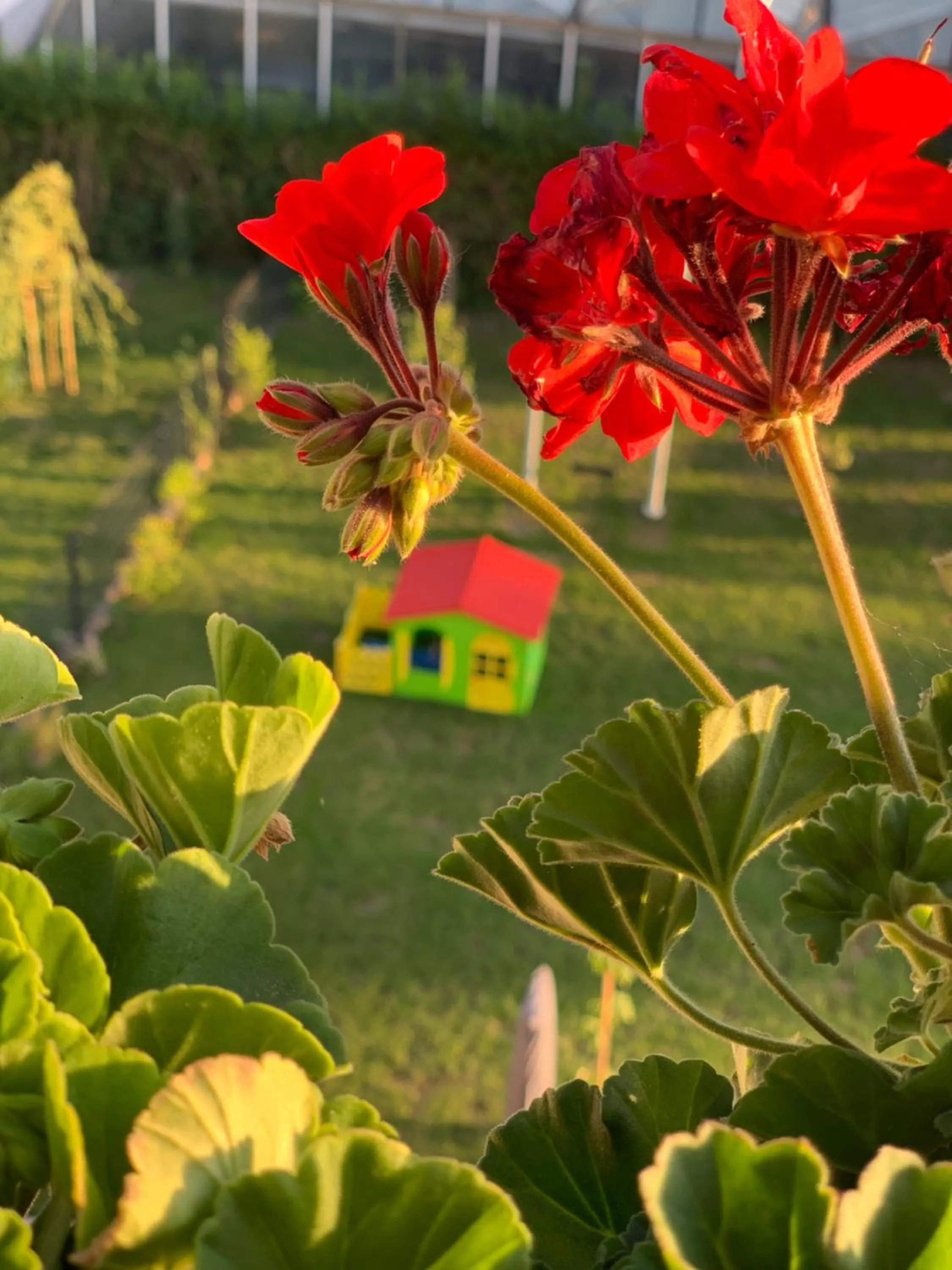 Garden in Hotel Bannewitz B&B