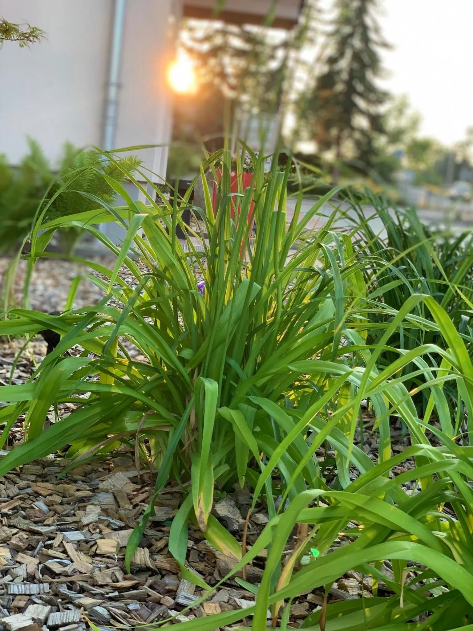 Garden in Hotel Bannewitz B&B