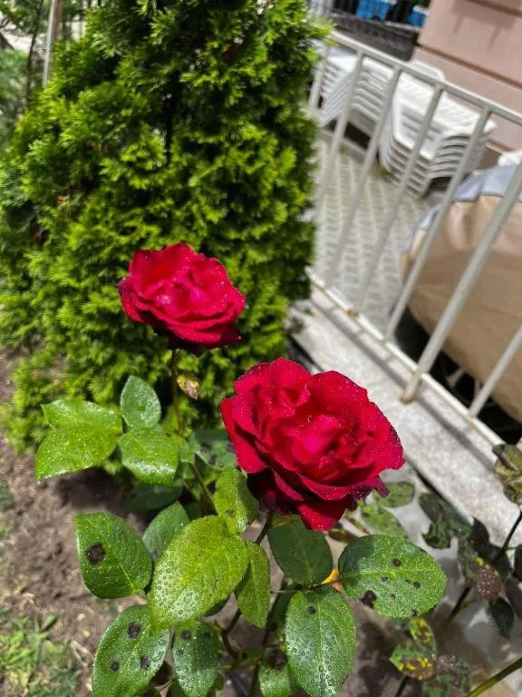 Rose Garden Omax Apartments