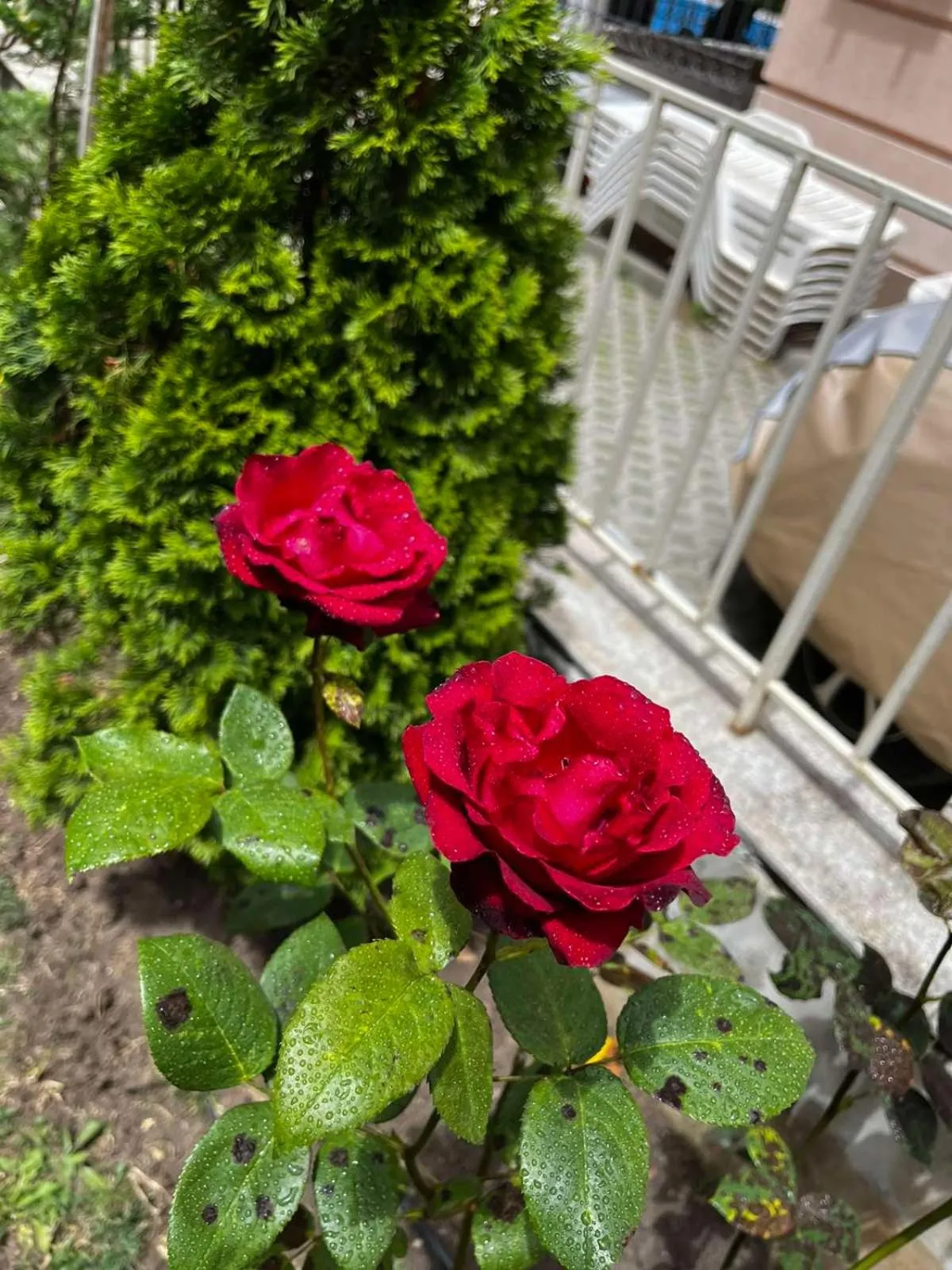 Rose Garden Omax Apartments