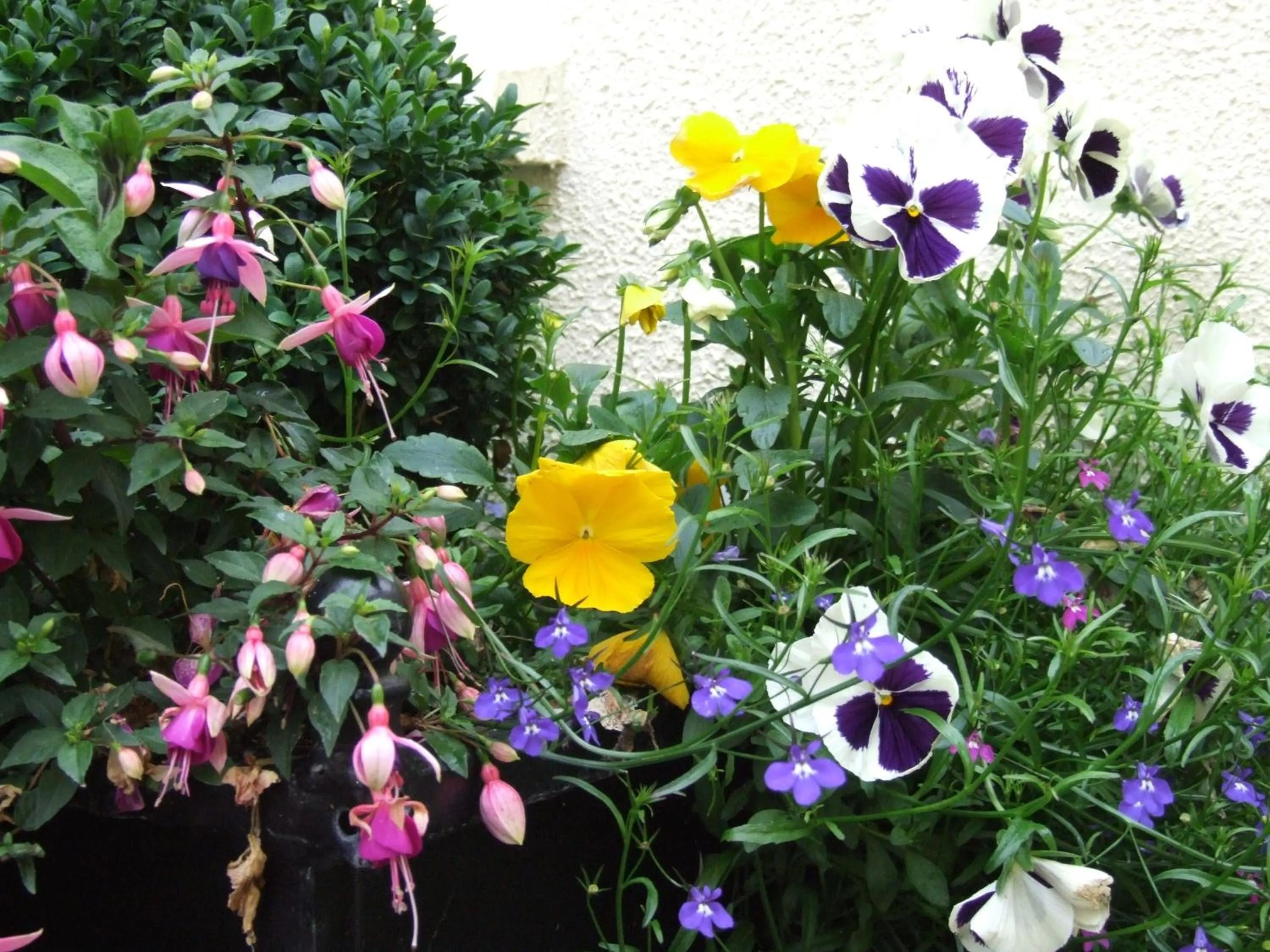 Garden in Murphy's Hotel
