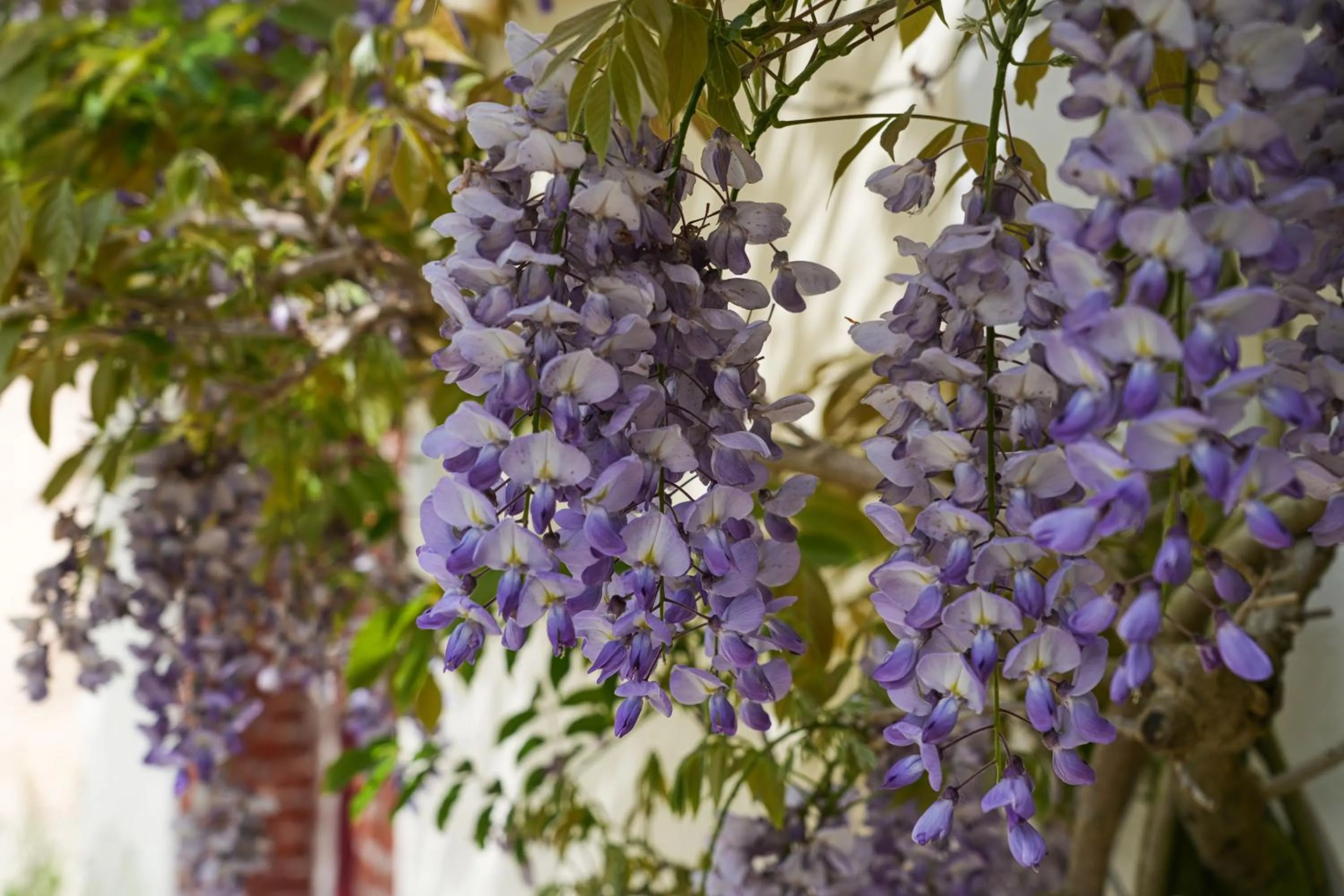 Garden in Les Hortensias GR 34 - Chambres d'Hôtes