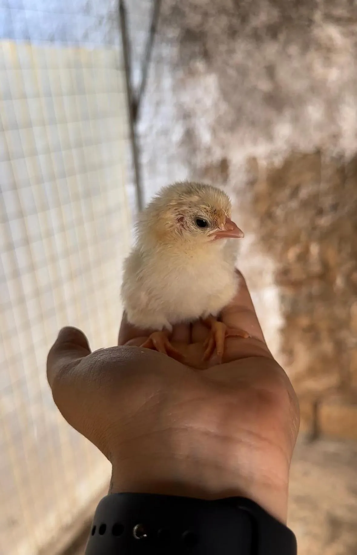 Animals in Masseria Mammella