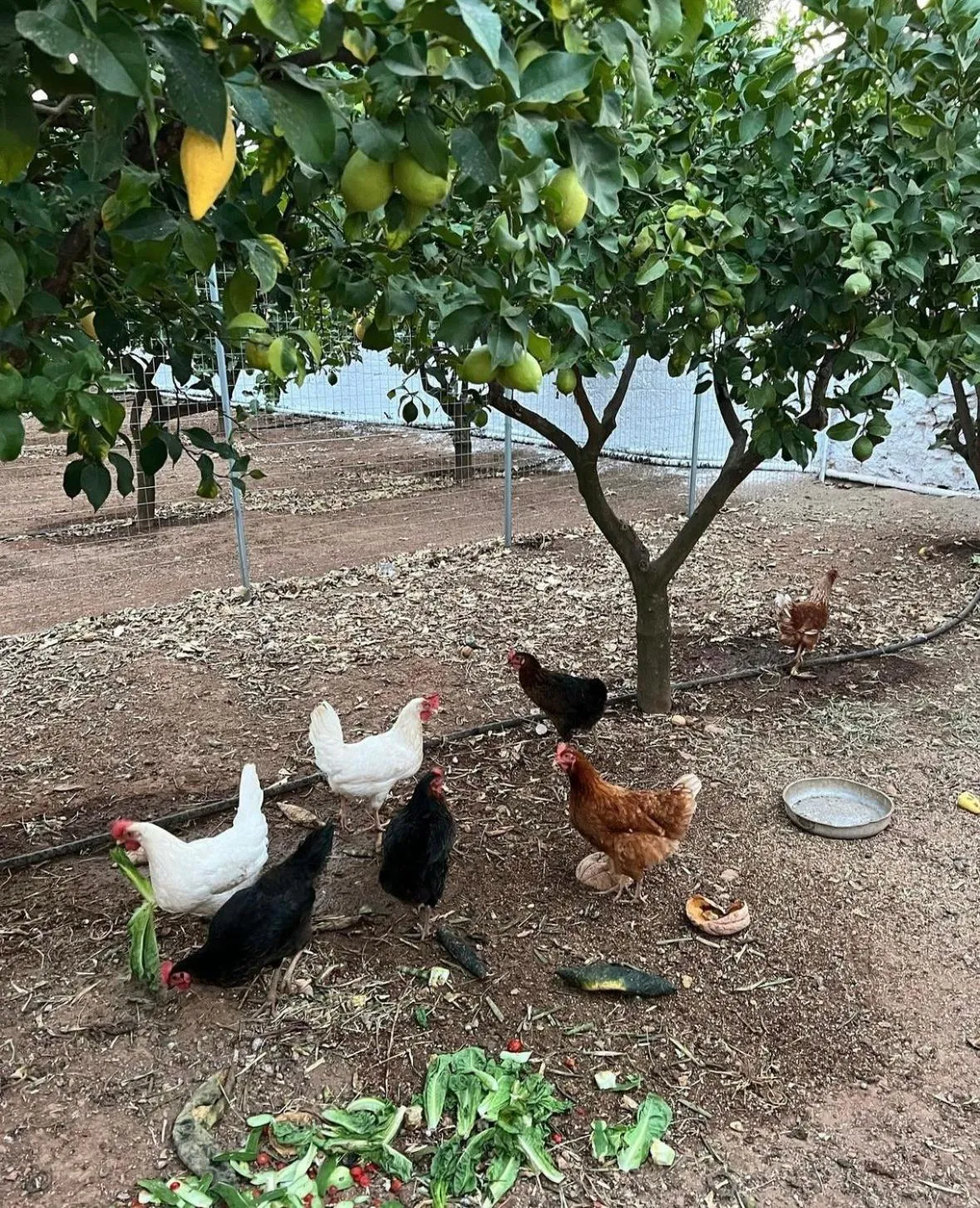 Garden in Masseria Mammella