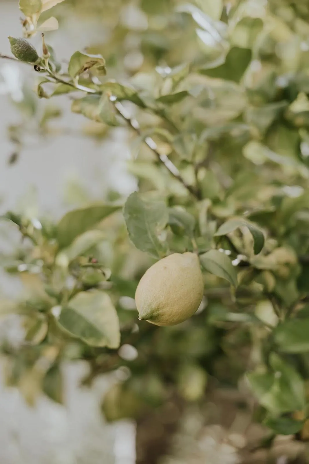Property building in Masseria Mammella