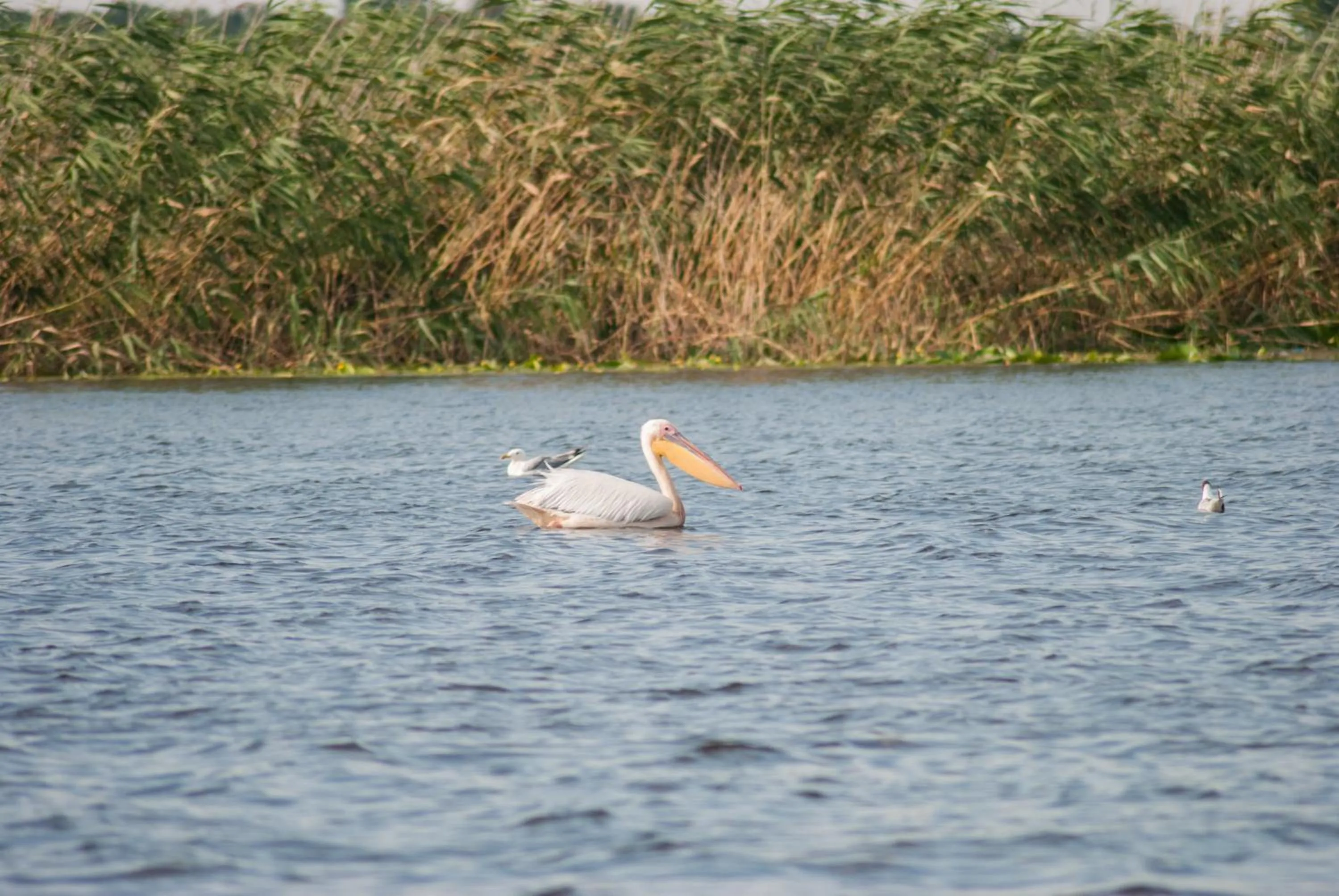 Natural landscape in Delta Resort Treetop by Eight Continents