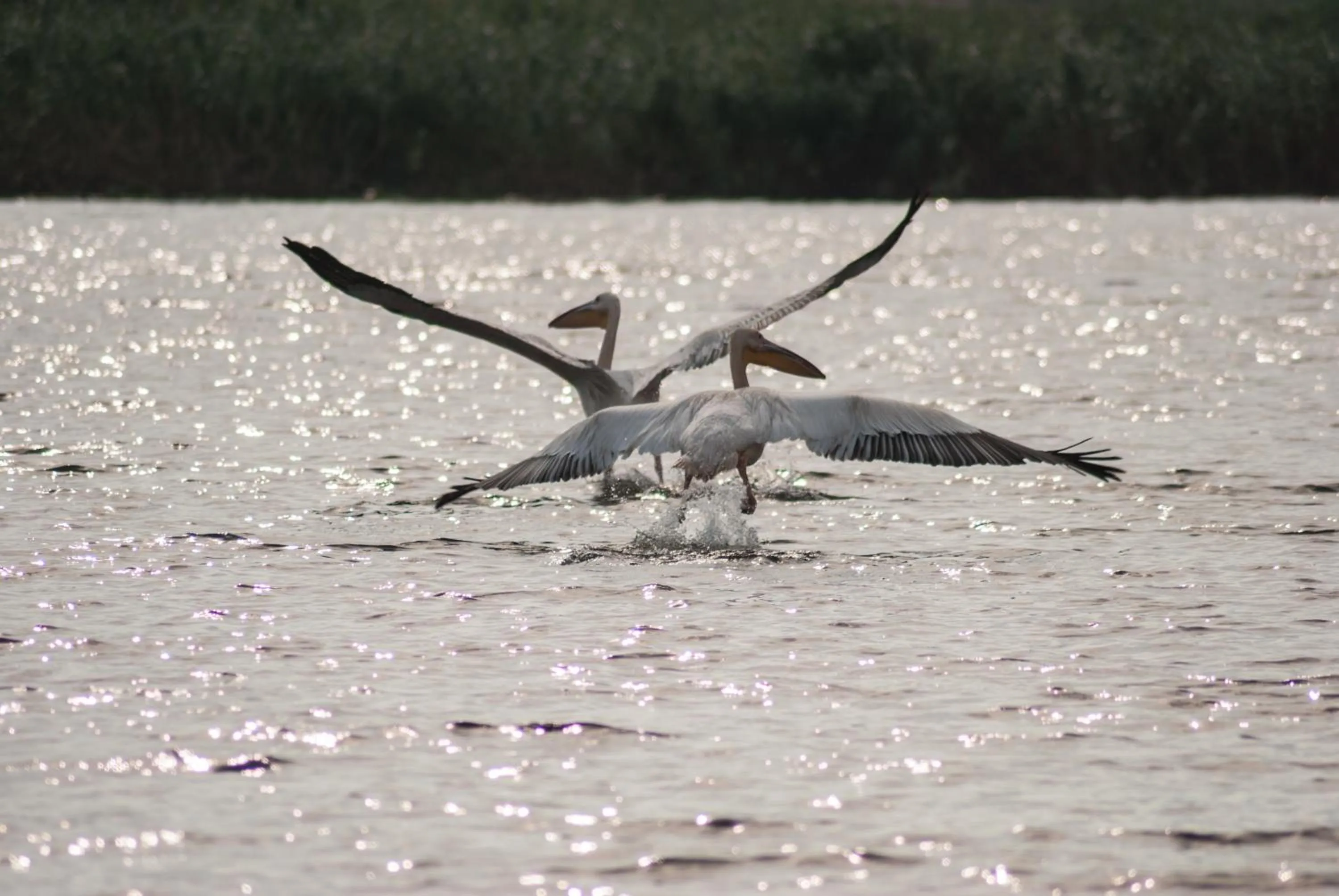 Day in Delta Resort Treetop by Eight Continents