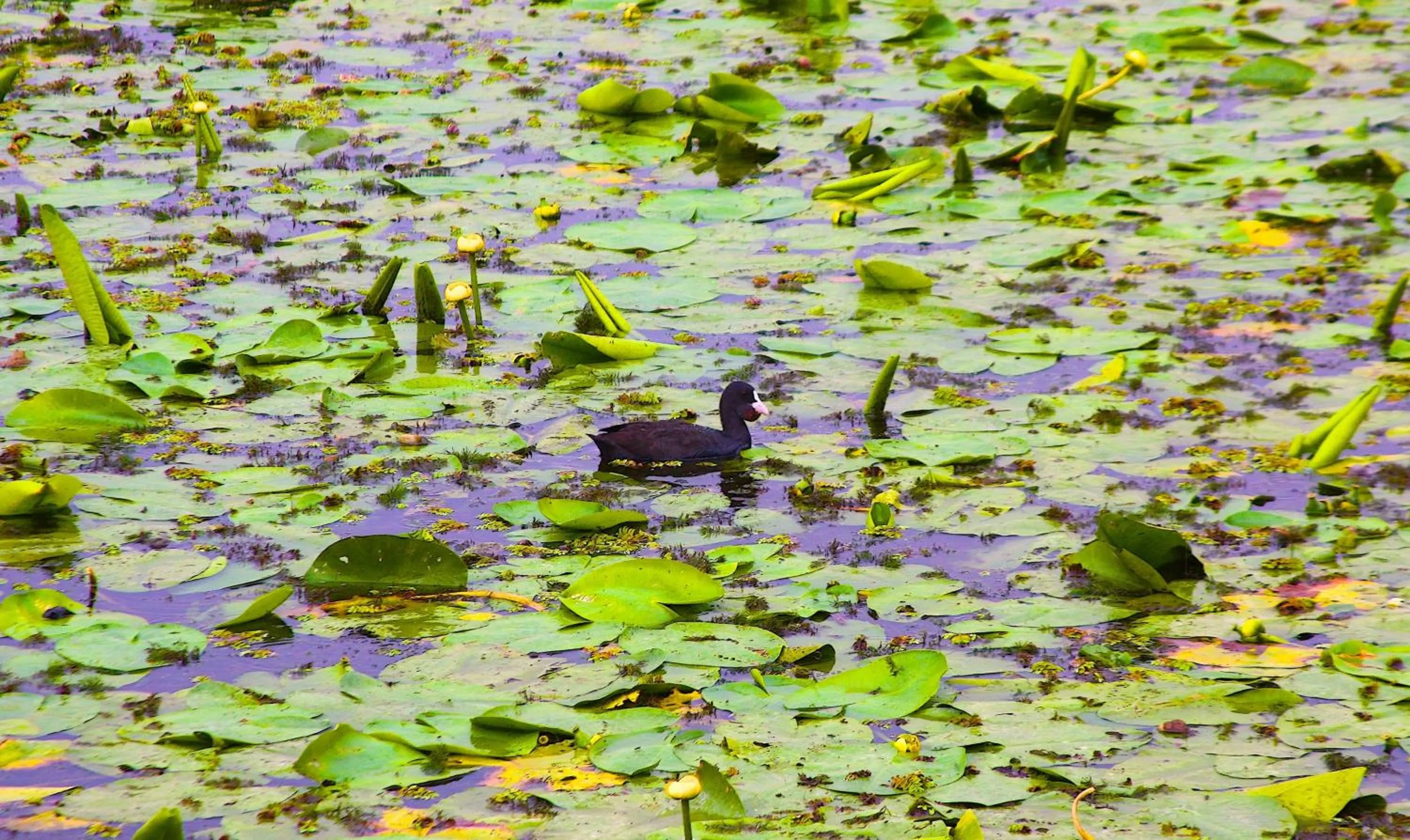 Natural landscape in Delta Resort Treetop by Eight Continents