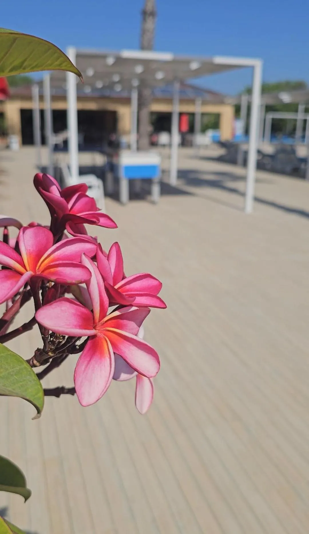 Garden in Exotic Hotel & SPA