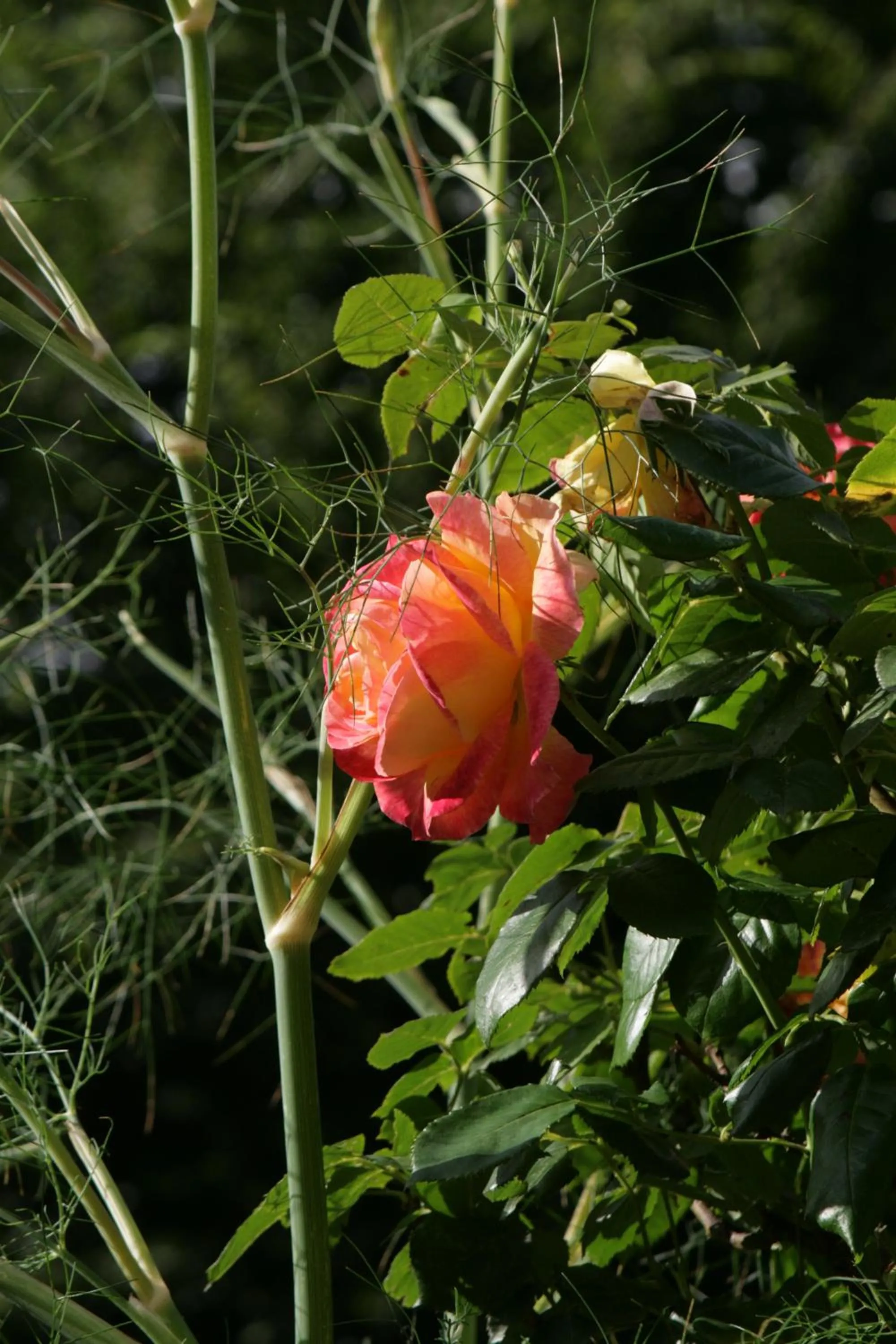 Garden view in Les Douves