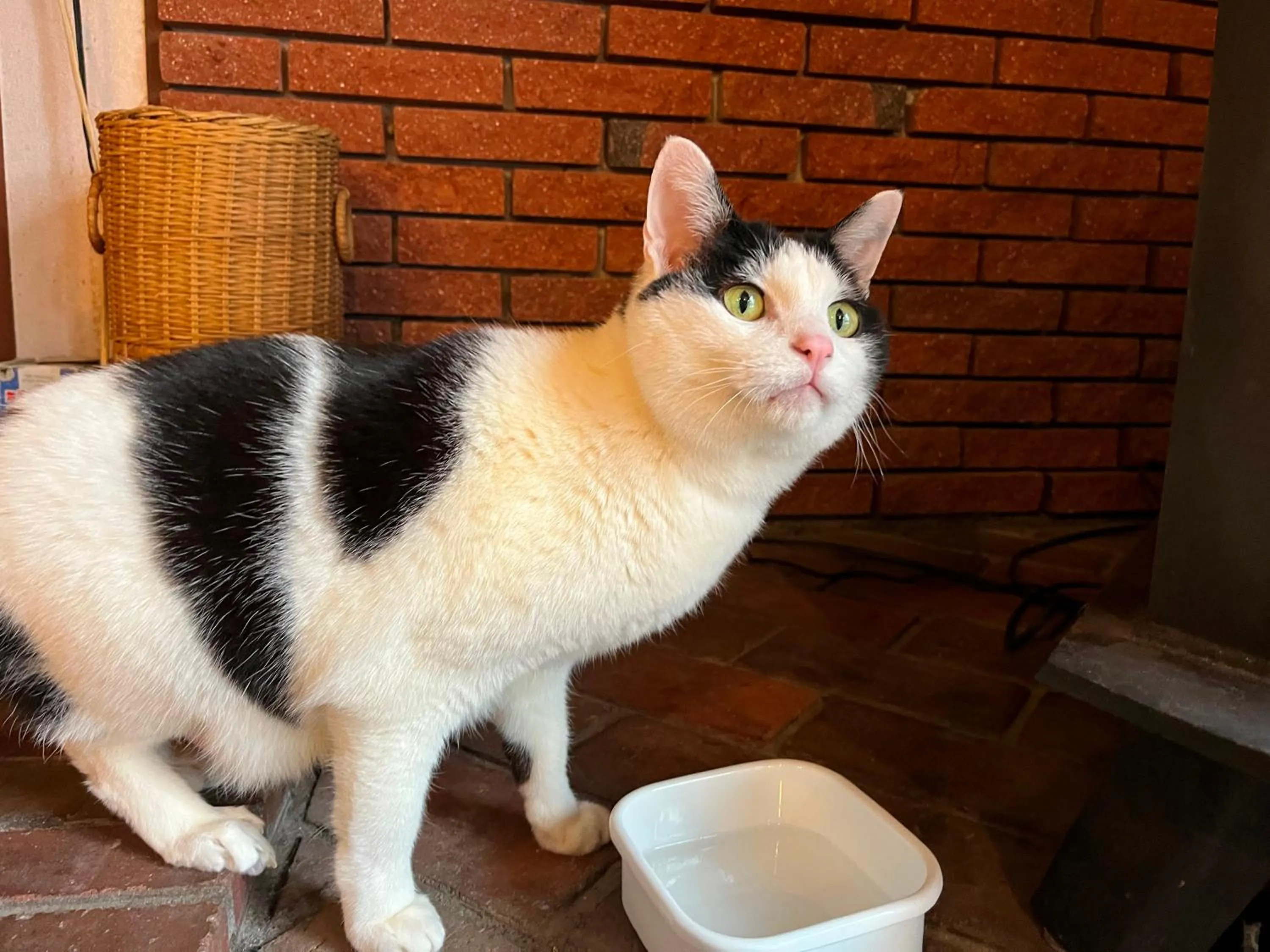 Pets in Pension Peppermint House