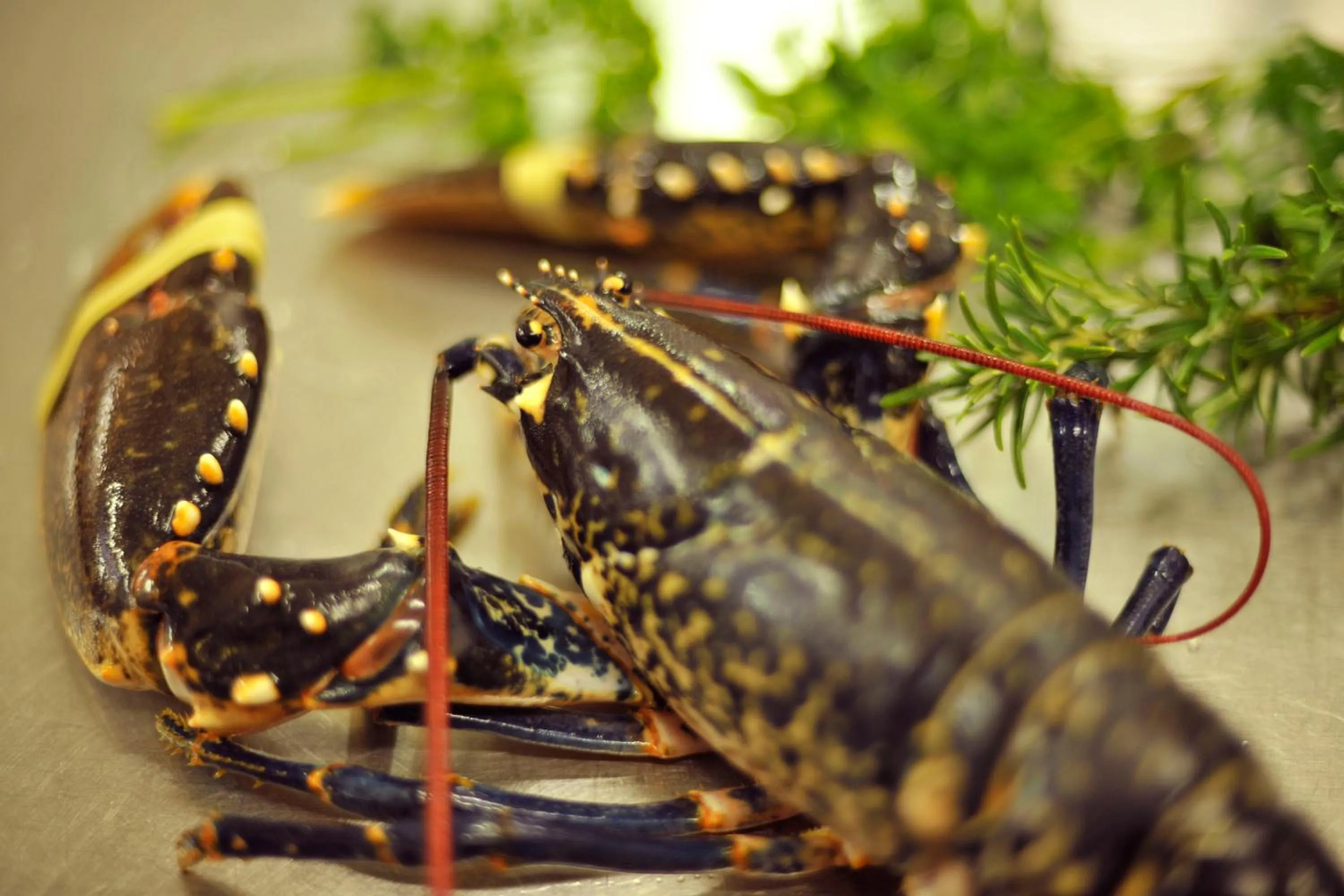 Restaurant/places to eat in Aherne's Townhouse Hotel and Seafood Restaurant