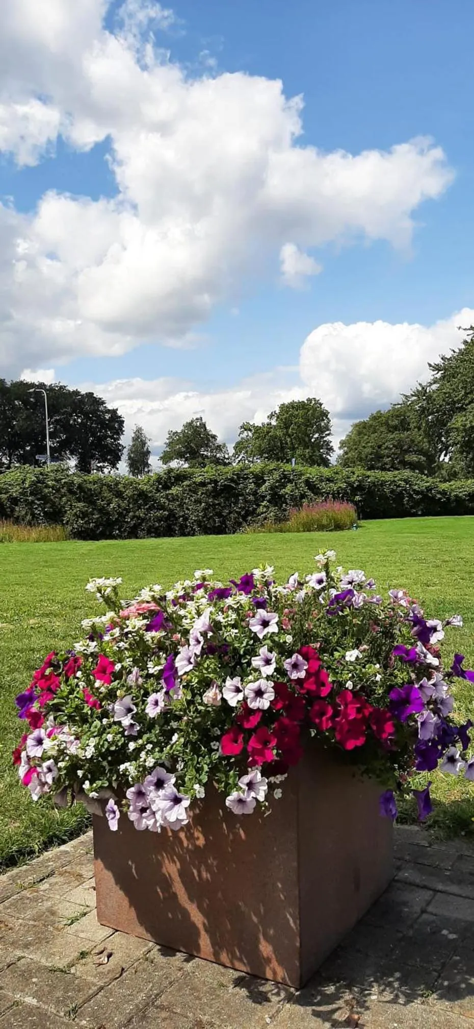 Garden view in B&B De Veluwe Hoeve