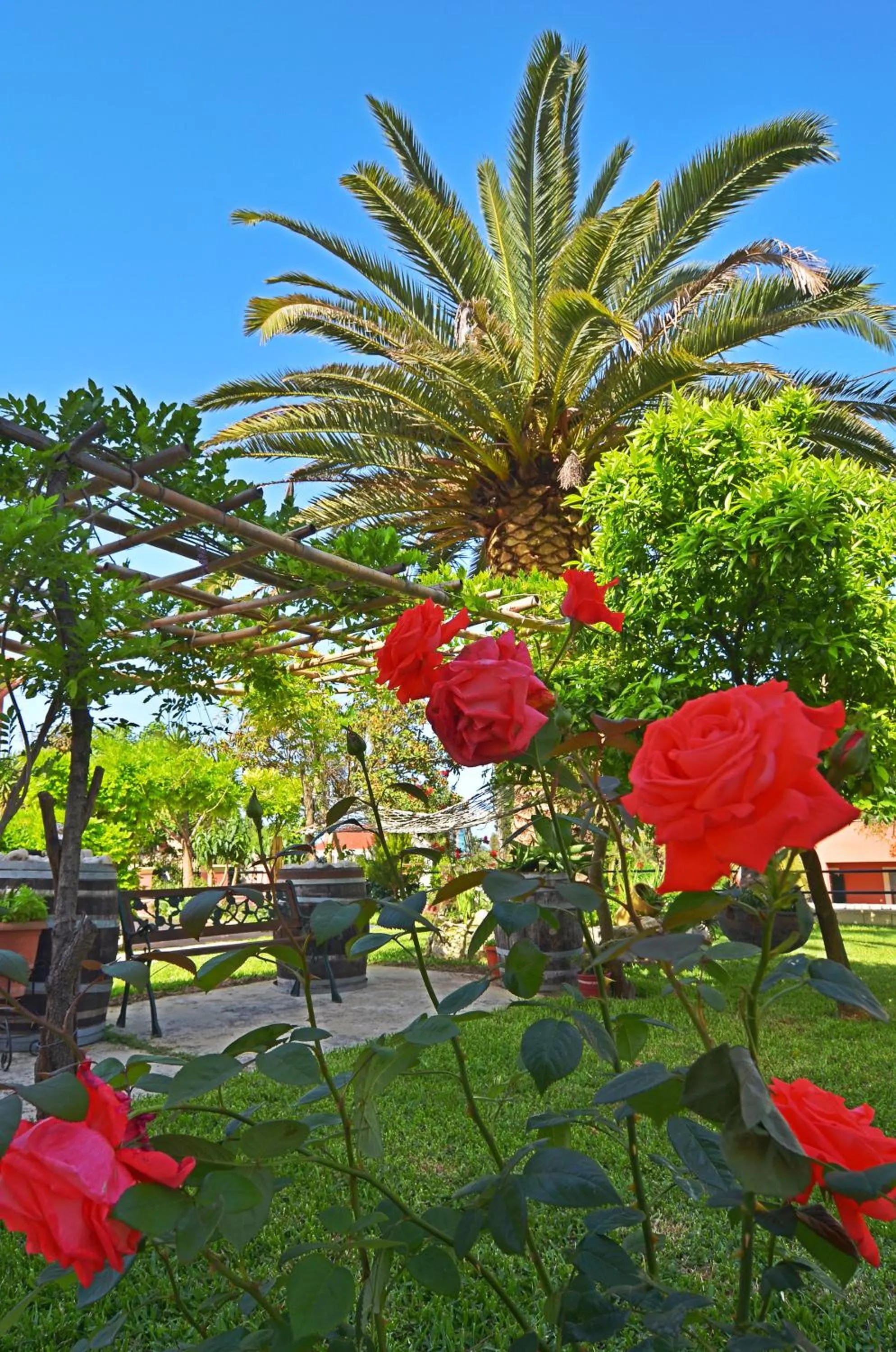 Garden in Othonas Apartments