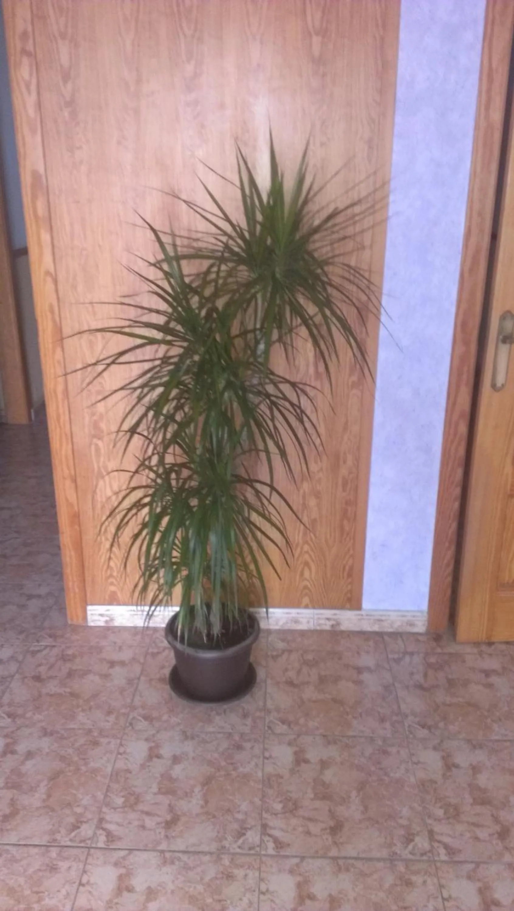Lobby or reception in Pension Los Cisnes