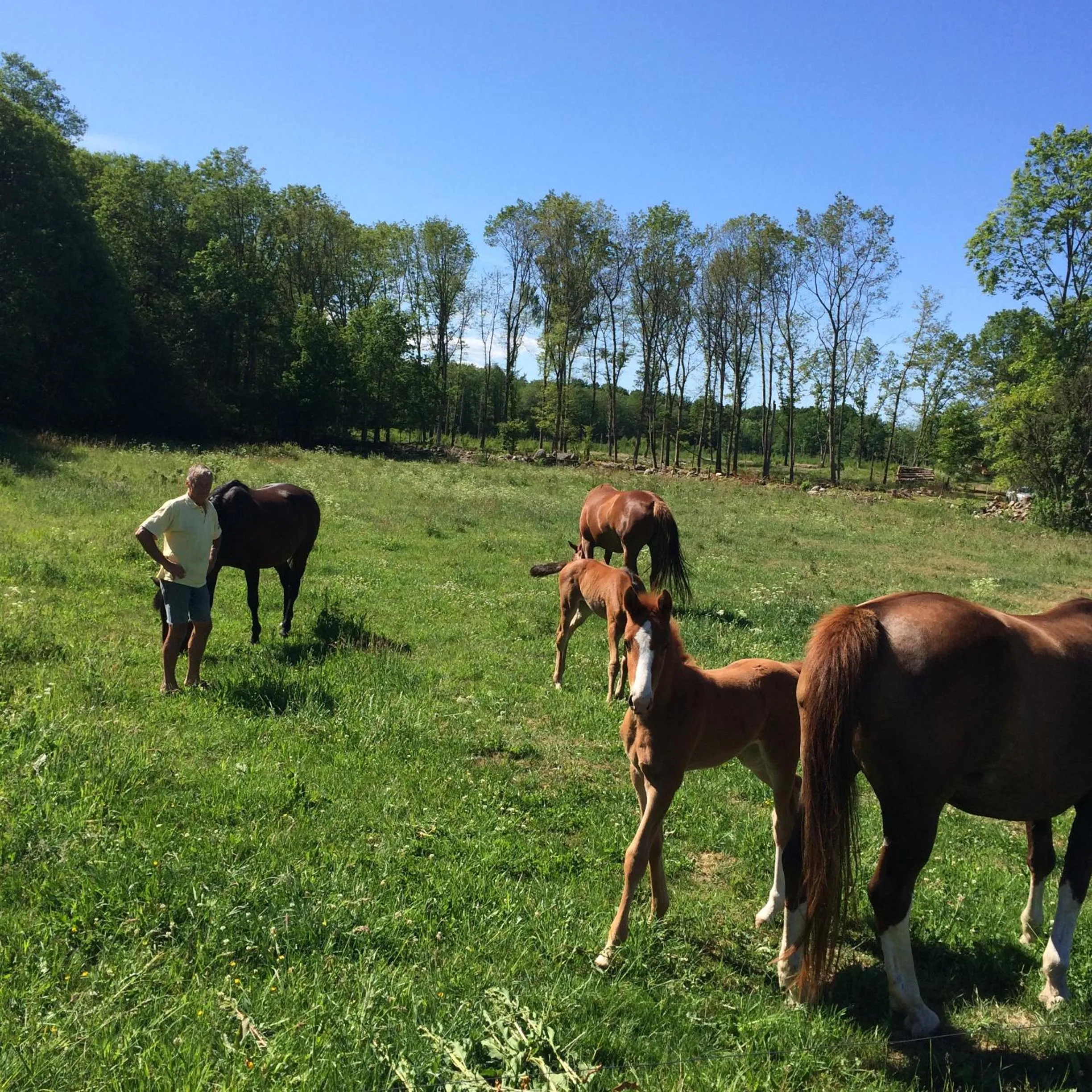 Animals in The Old Henhouse