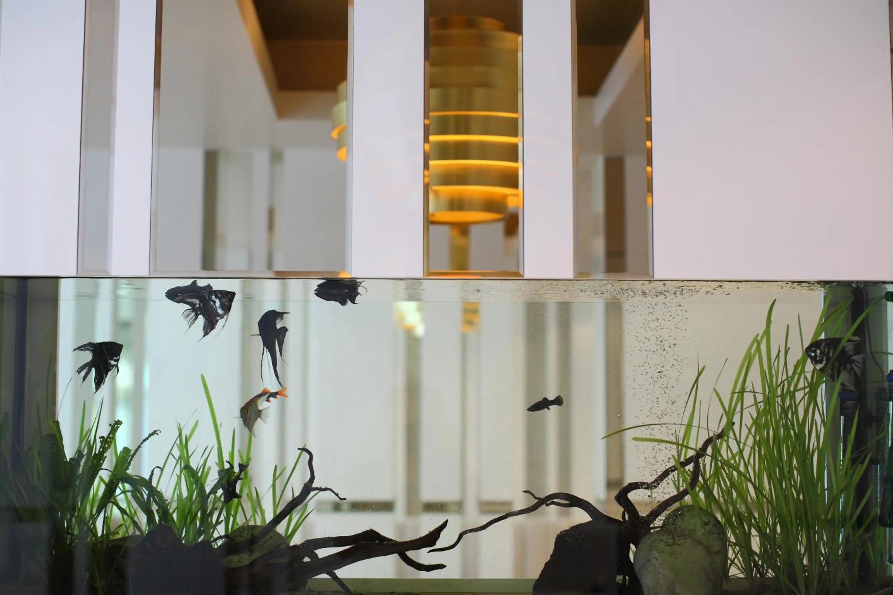 Dining area in Damianii Luxury Boutique Hotel & Spa