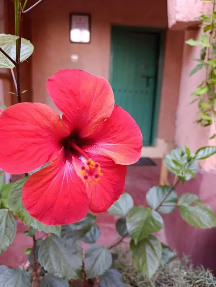 Les Jardins du M'goun