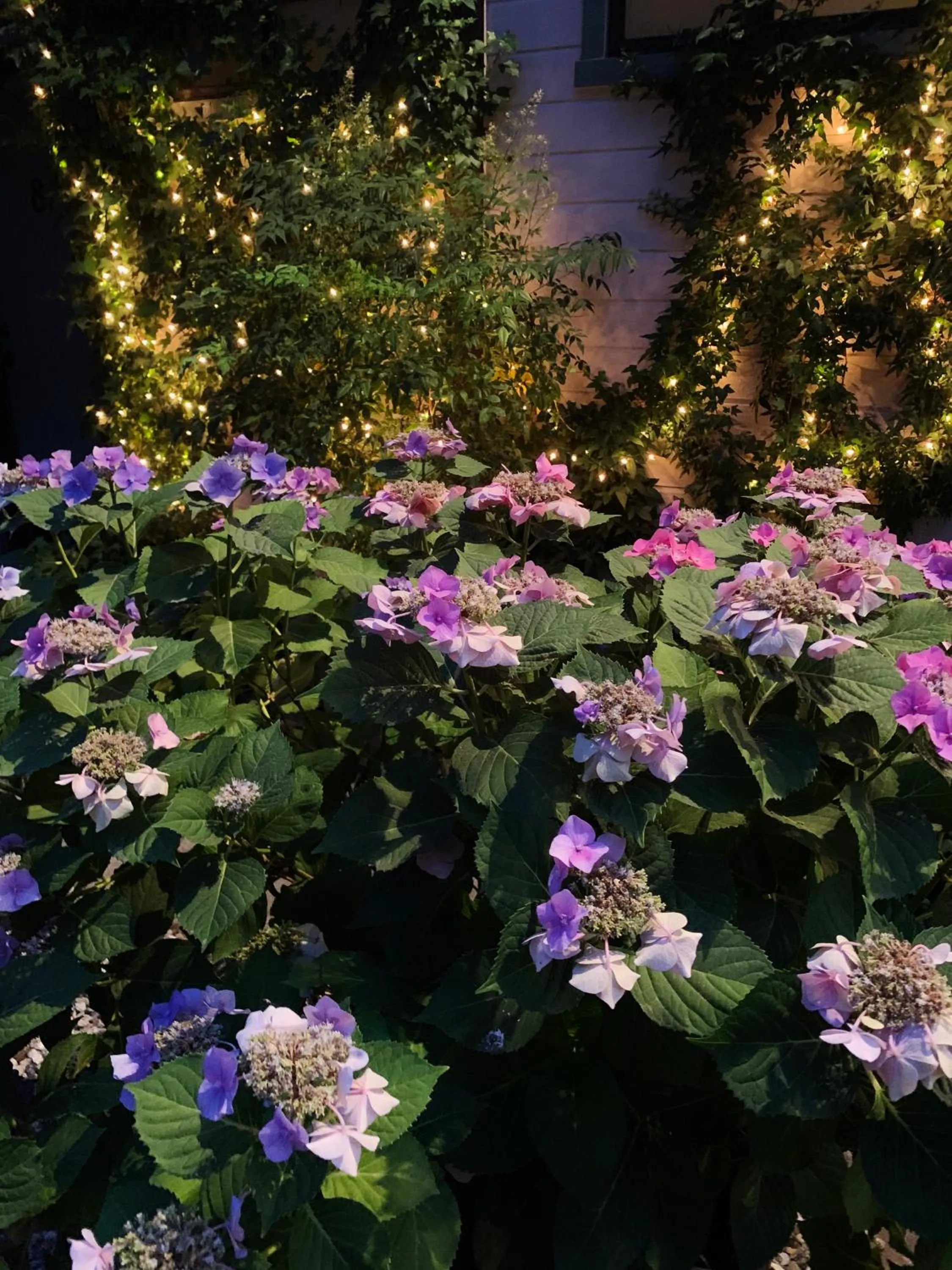 Garden in The North Shore Inn