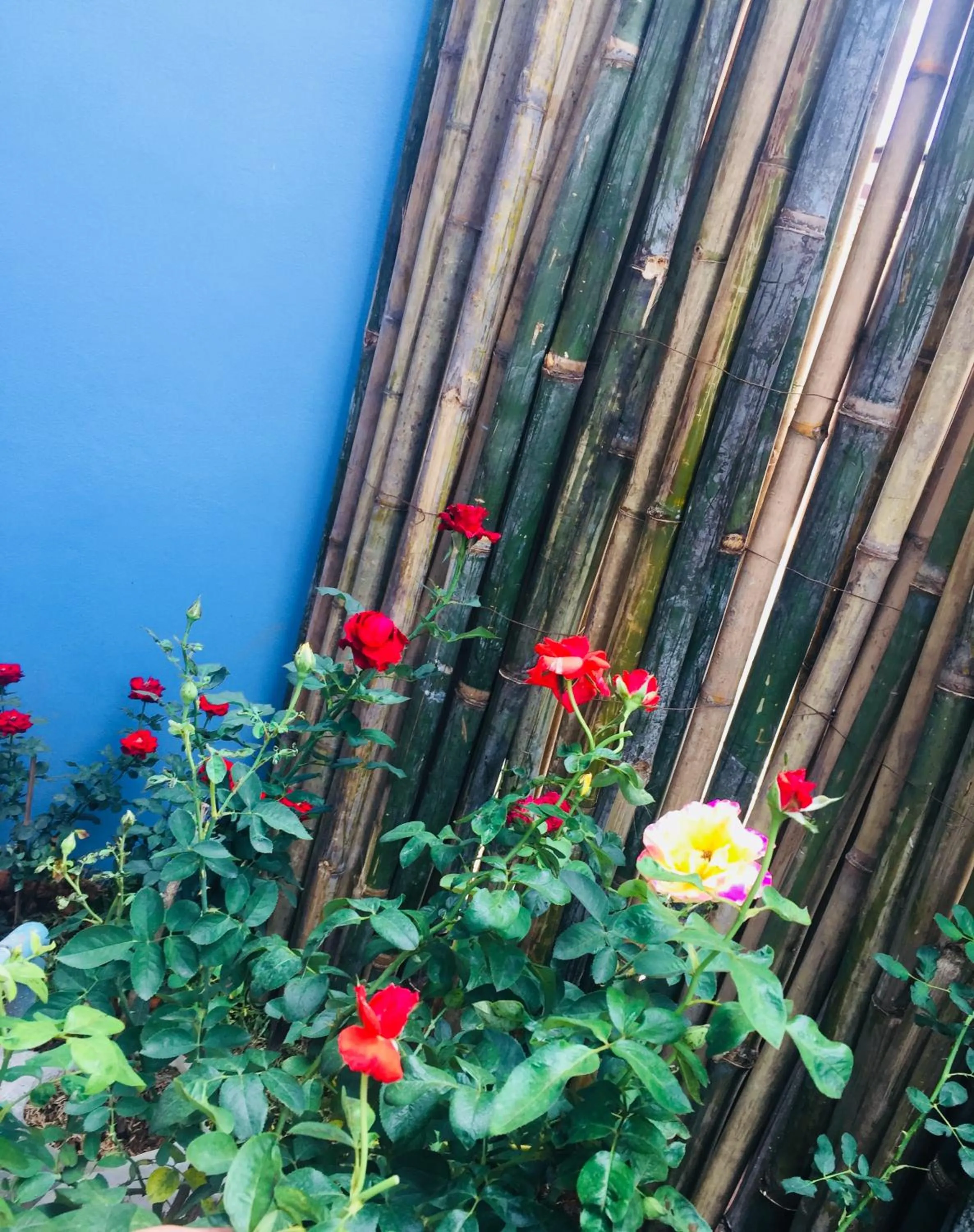 DE ROSE Hotel Chiang Mai