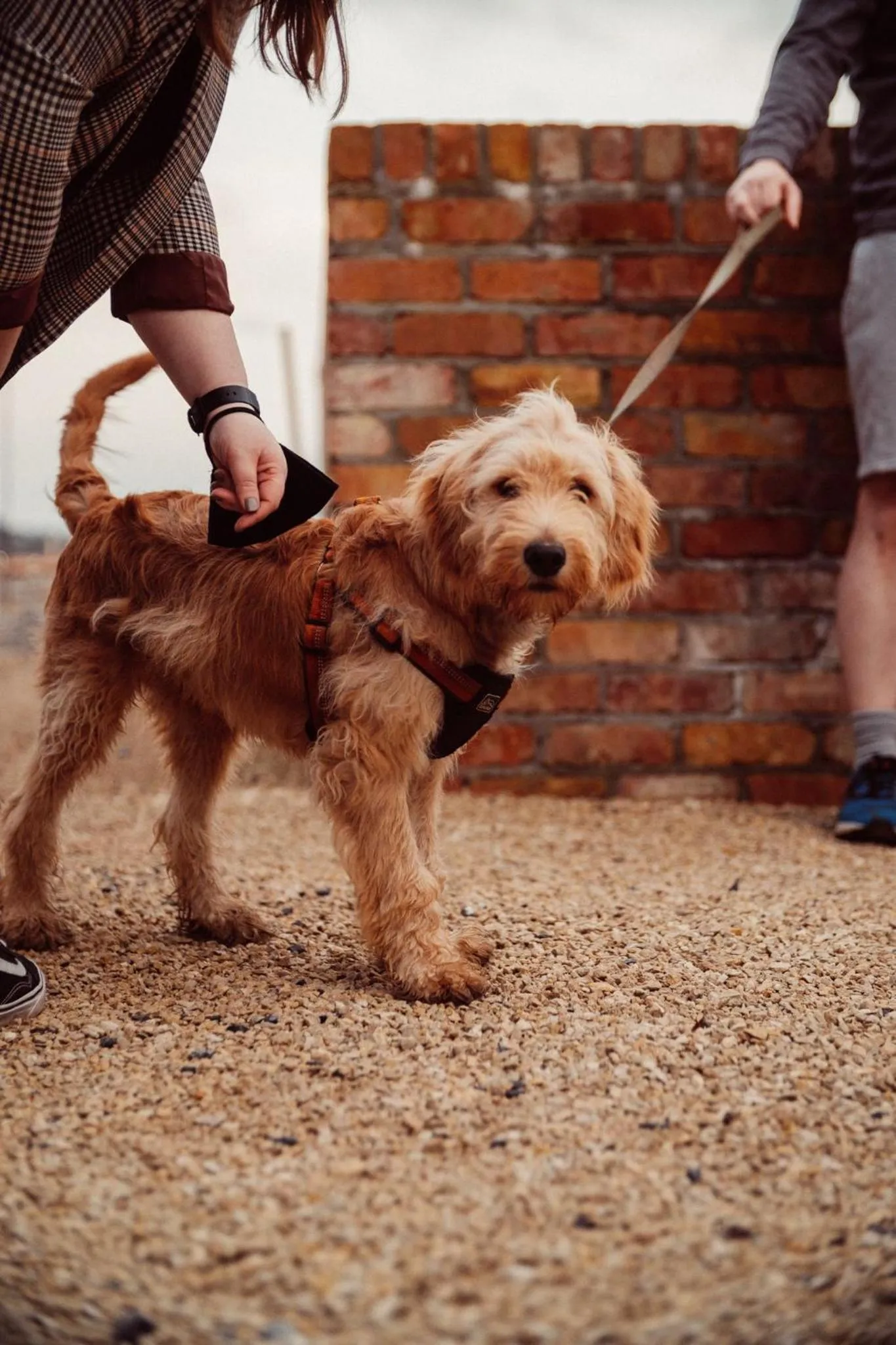 Pets in Glasson Lakehouse