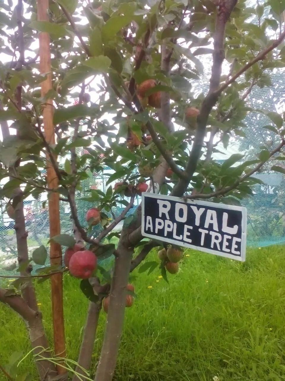 Logo/Certificate/Sign in Snow King Retreat - The Heaven
