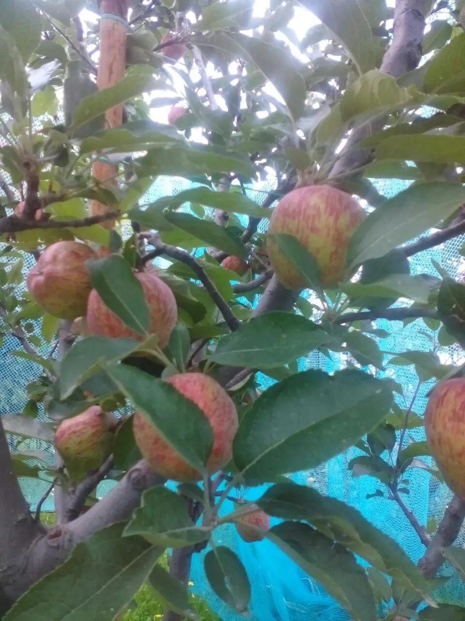 Other in Snow King Retreat - The Heaven