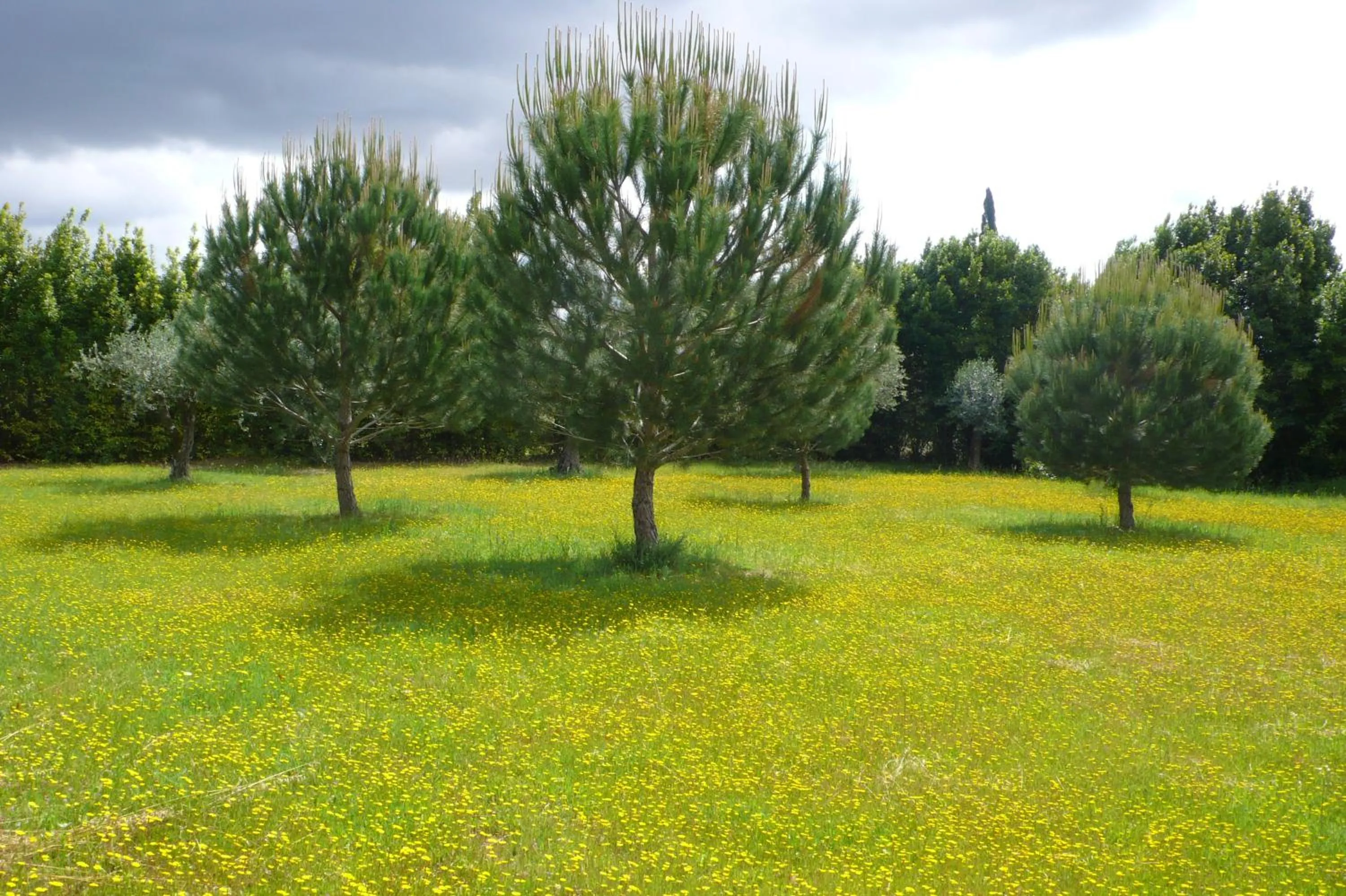 Garden in Casa Da Avo Genoveva
