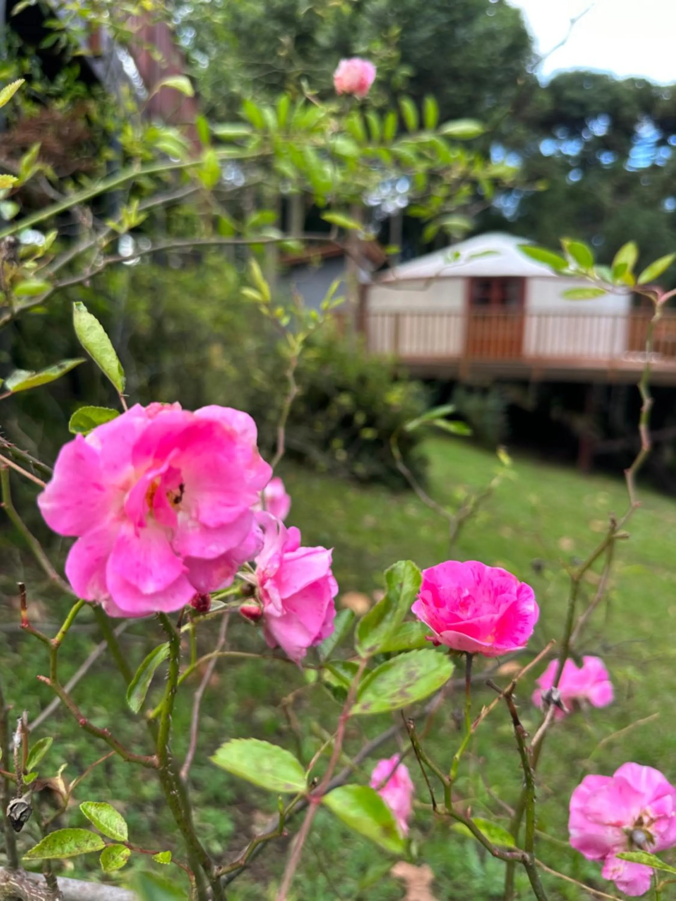 Glamping montain experience