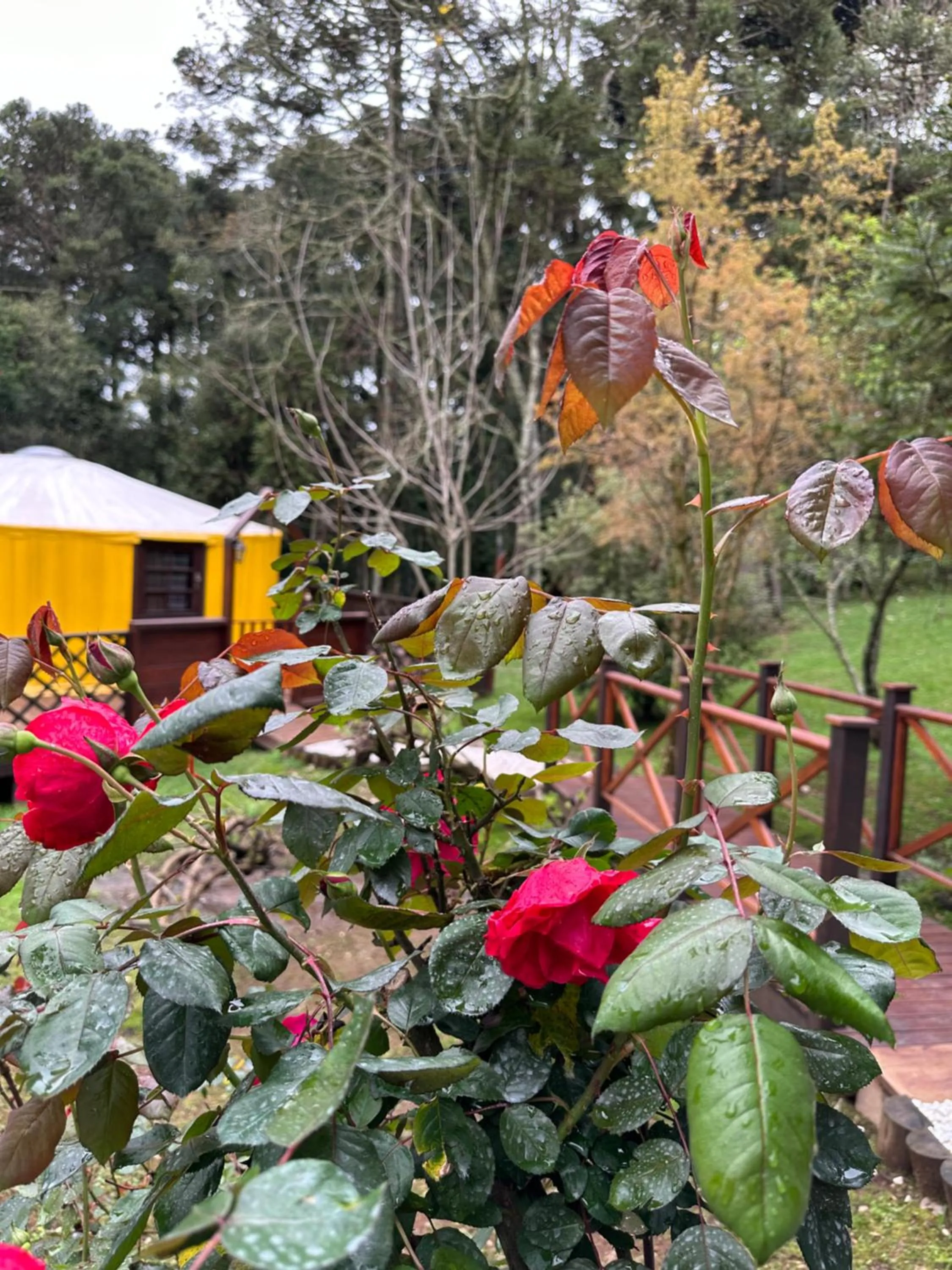 Glamping montain experience