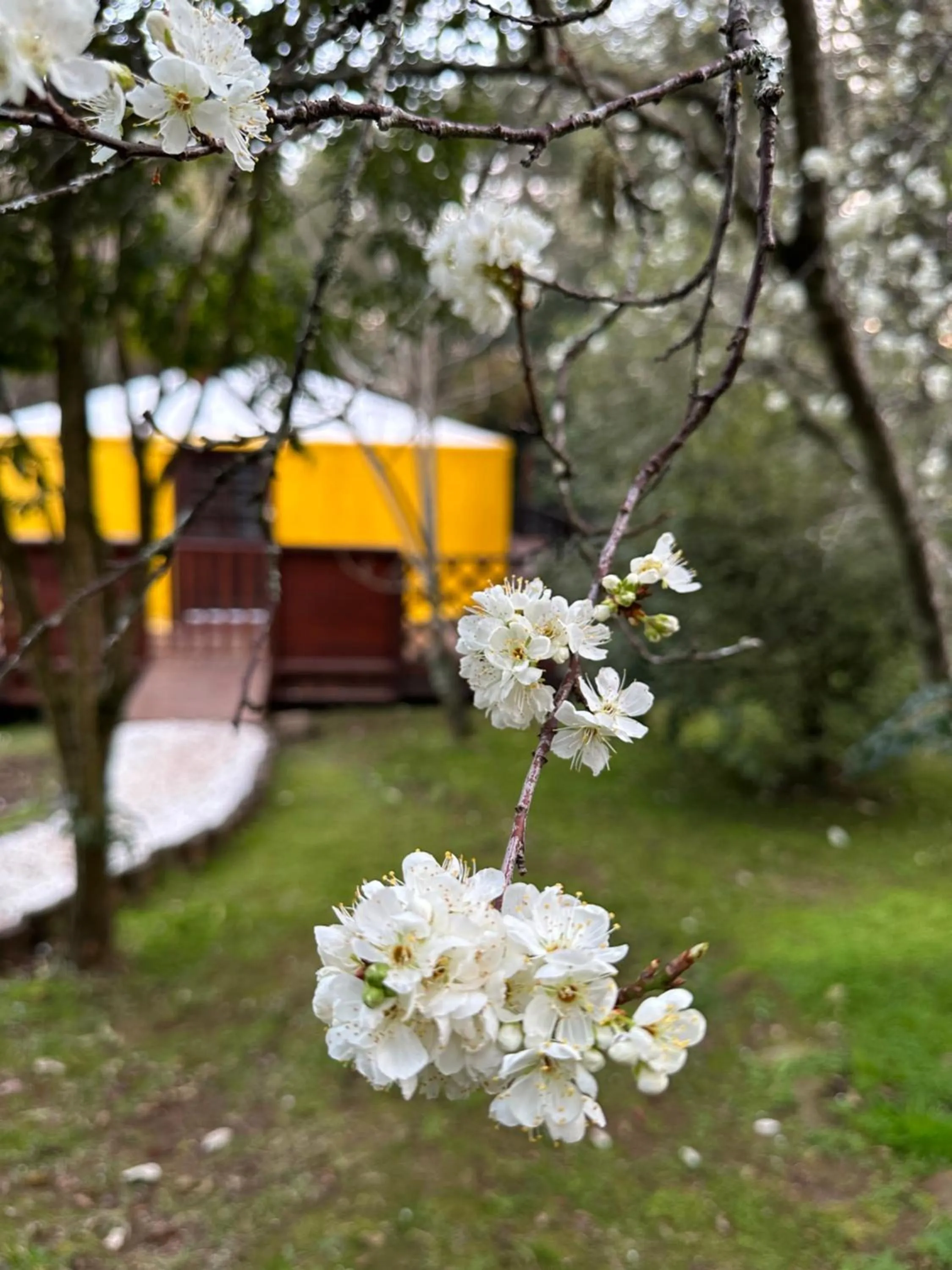 Glamping montain experience