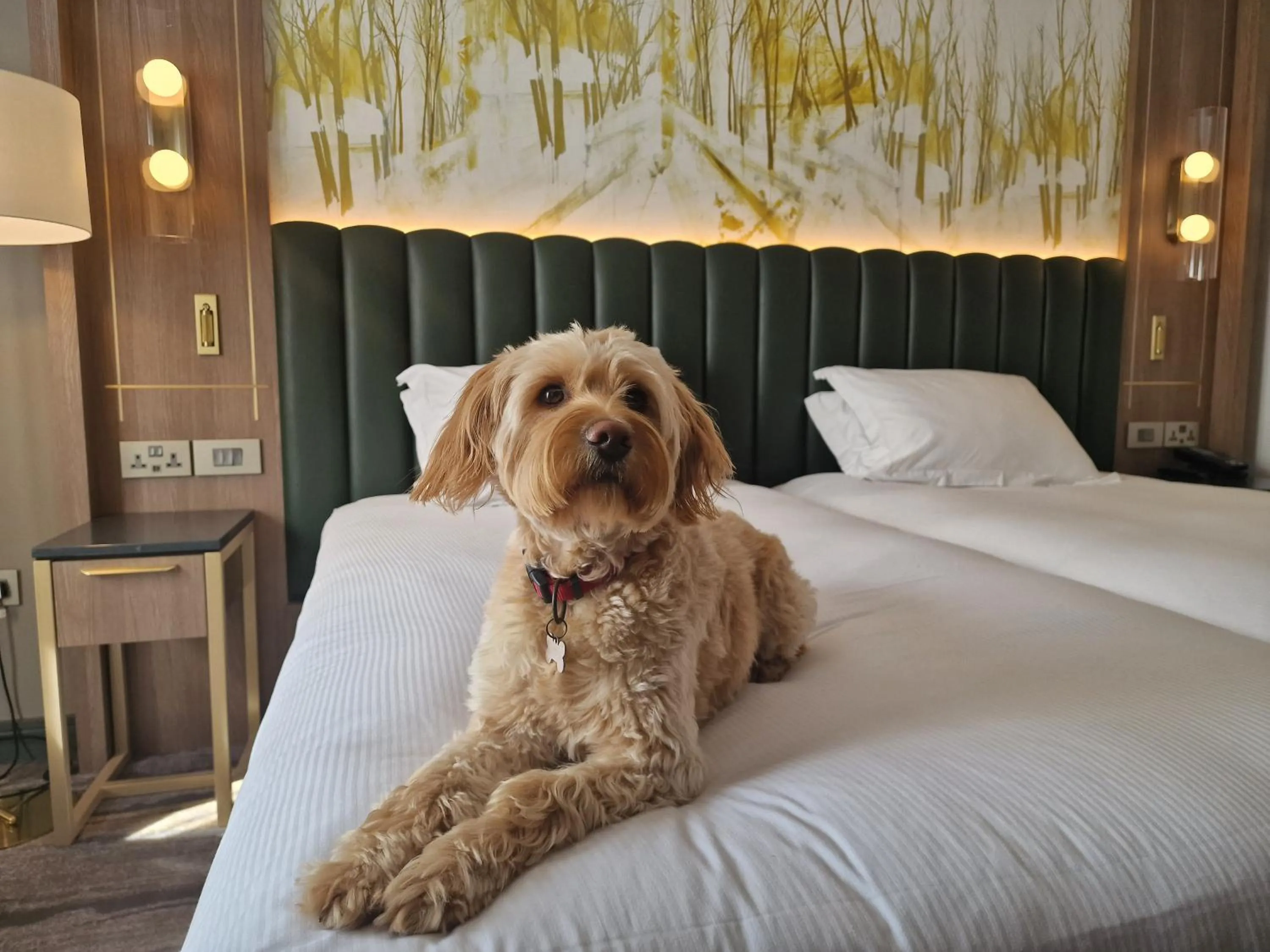 Pets, Bed in Hilton Dublin Kilmainham