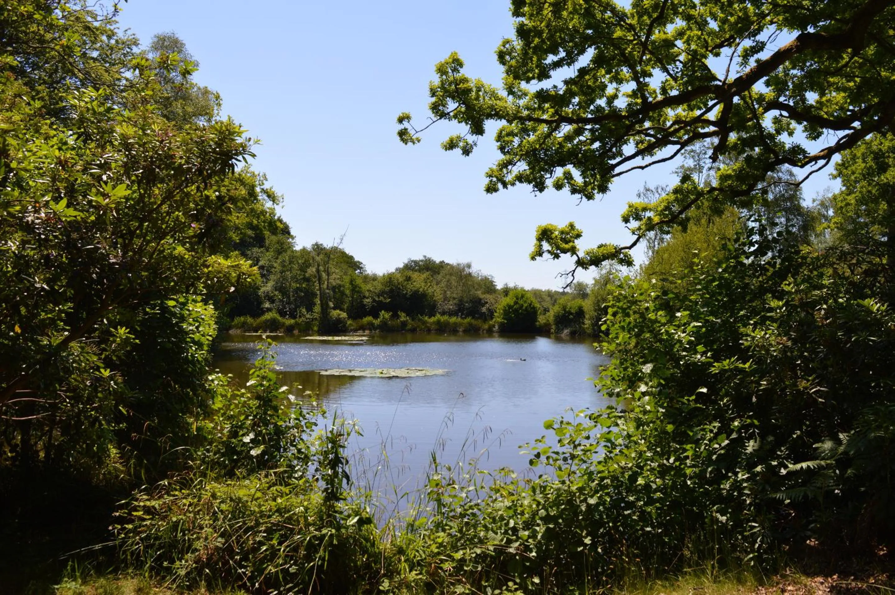 Garden in East Lodge