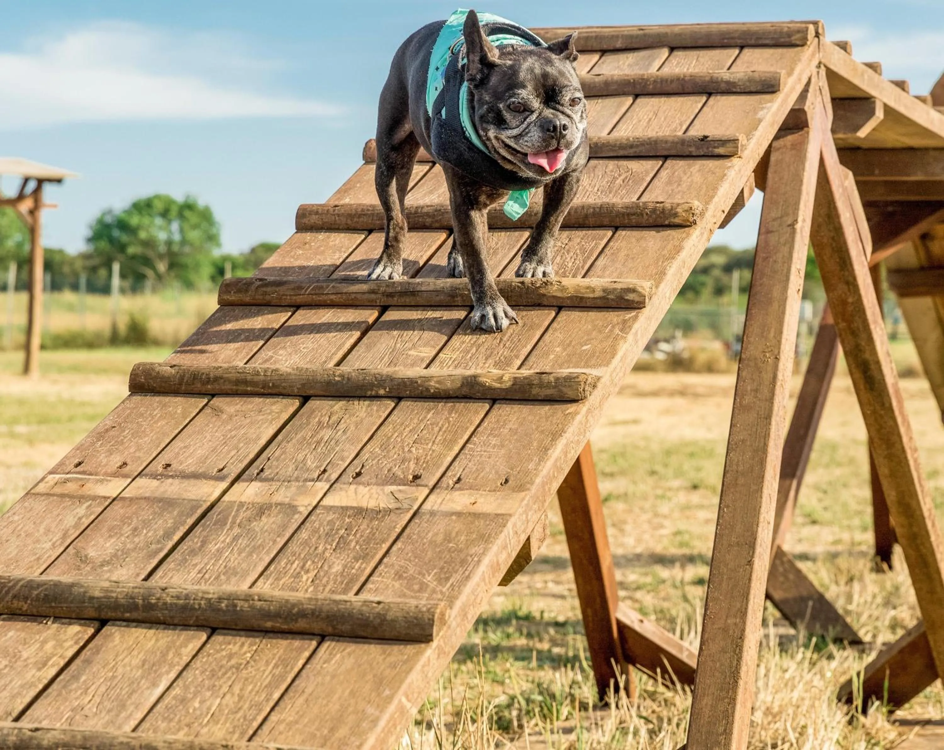 Pets in Gitavillage Le Marze