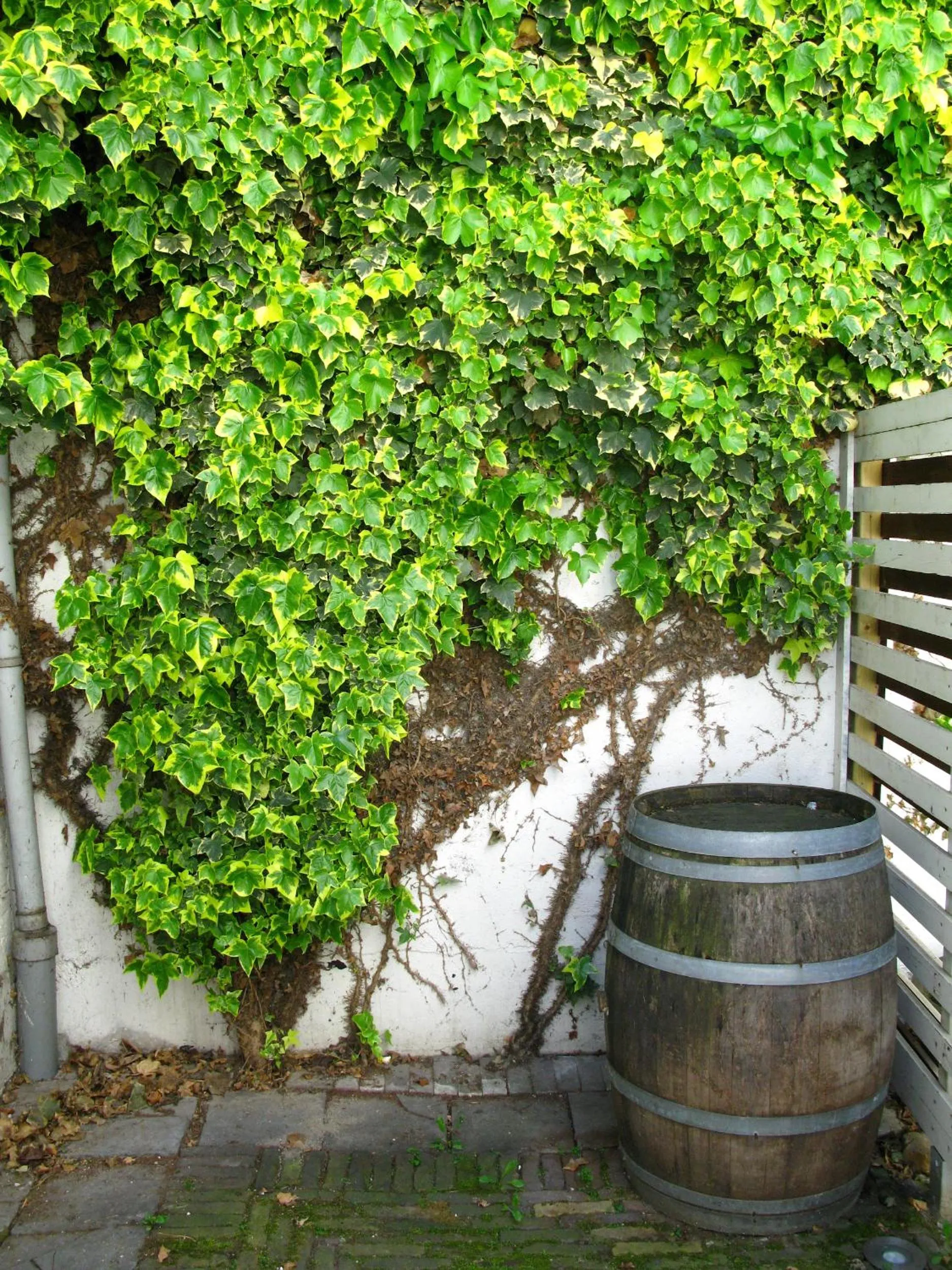 Garden in Hotel Trash Deluxe