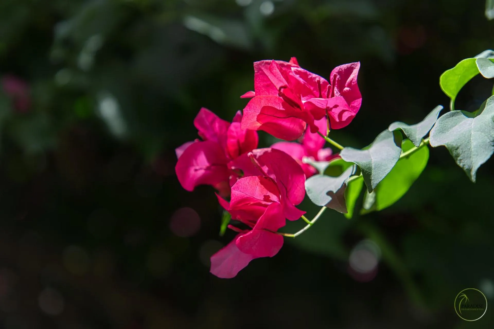 Garden in Paradise Departamentos