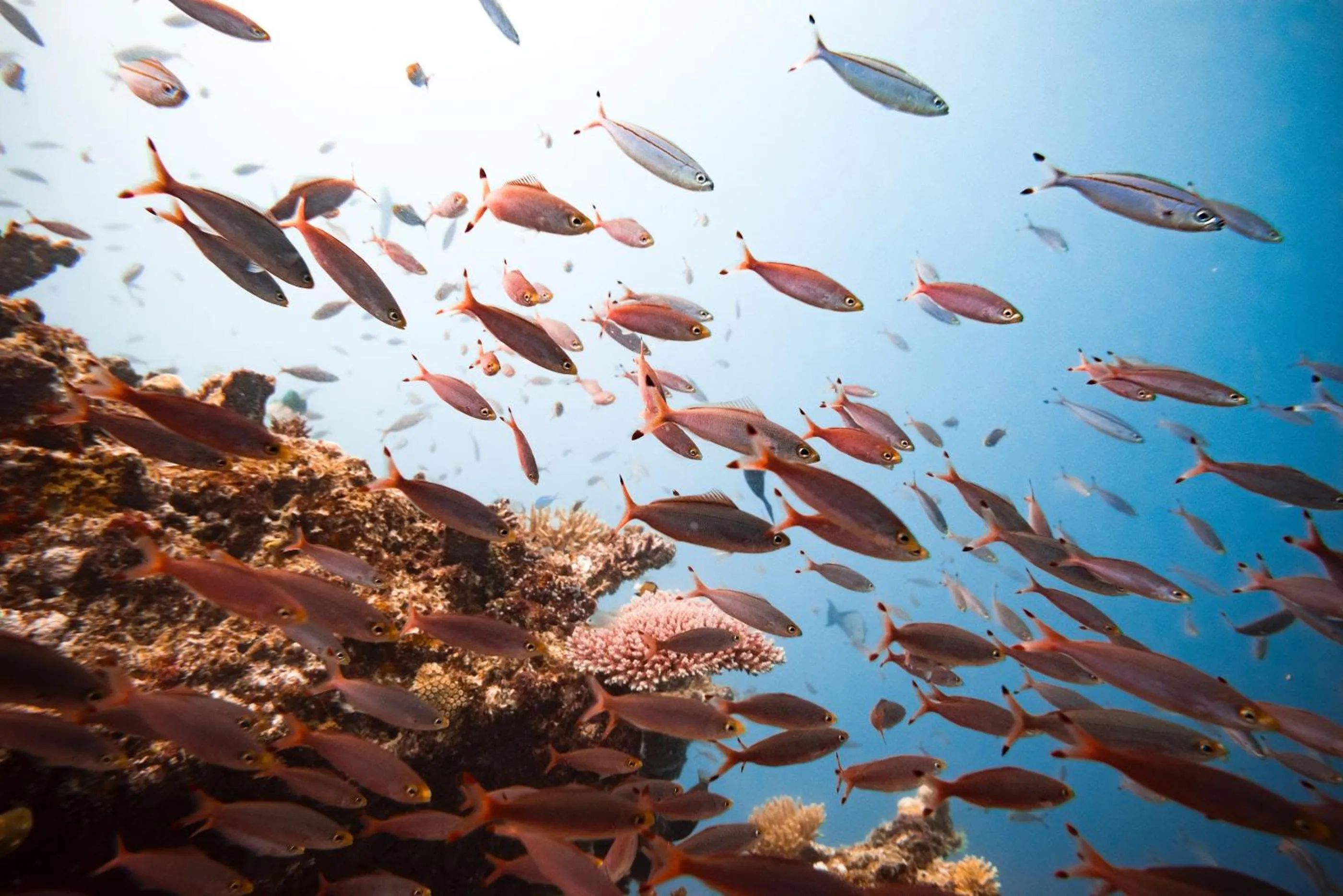 Snorkeling in Tokoriki Island Resort Adults-Only