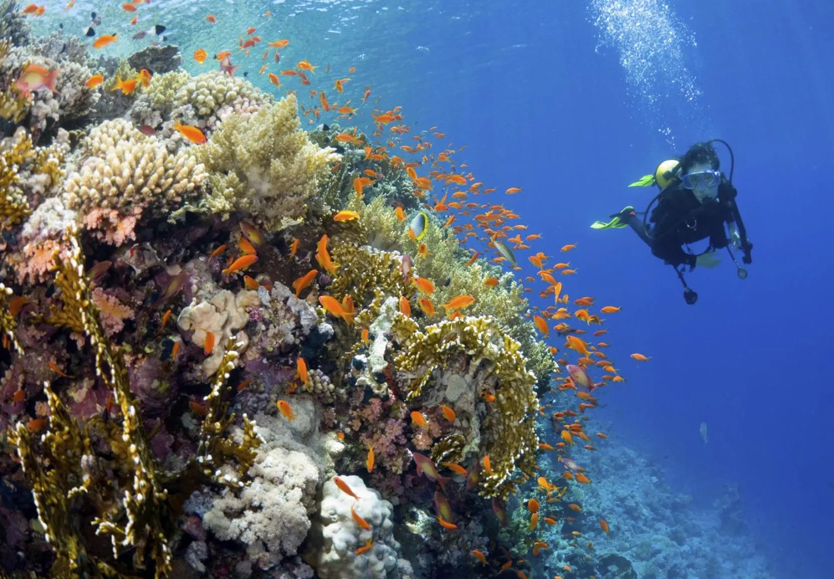 Diving in Yasawa Island Resort & Spa