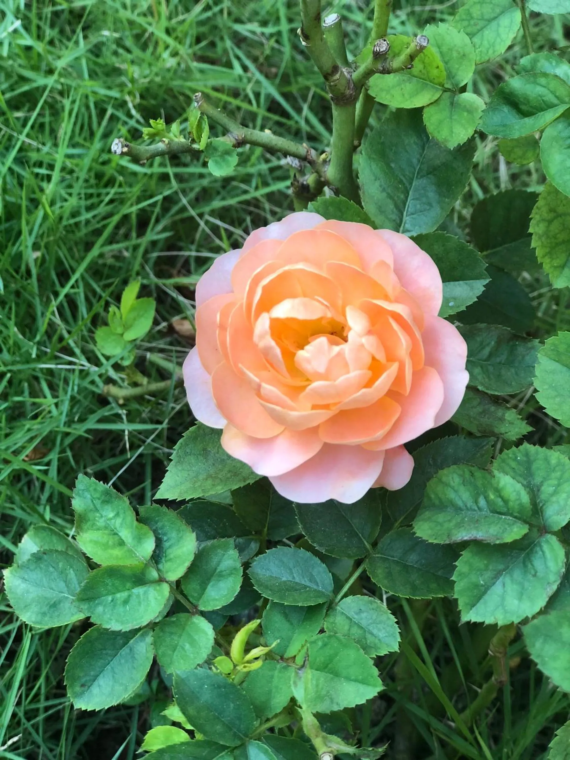 Tam Coc Hello Homestay