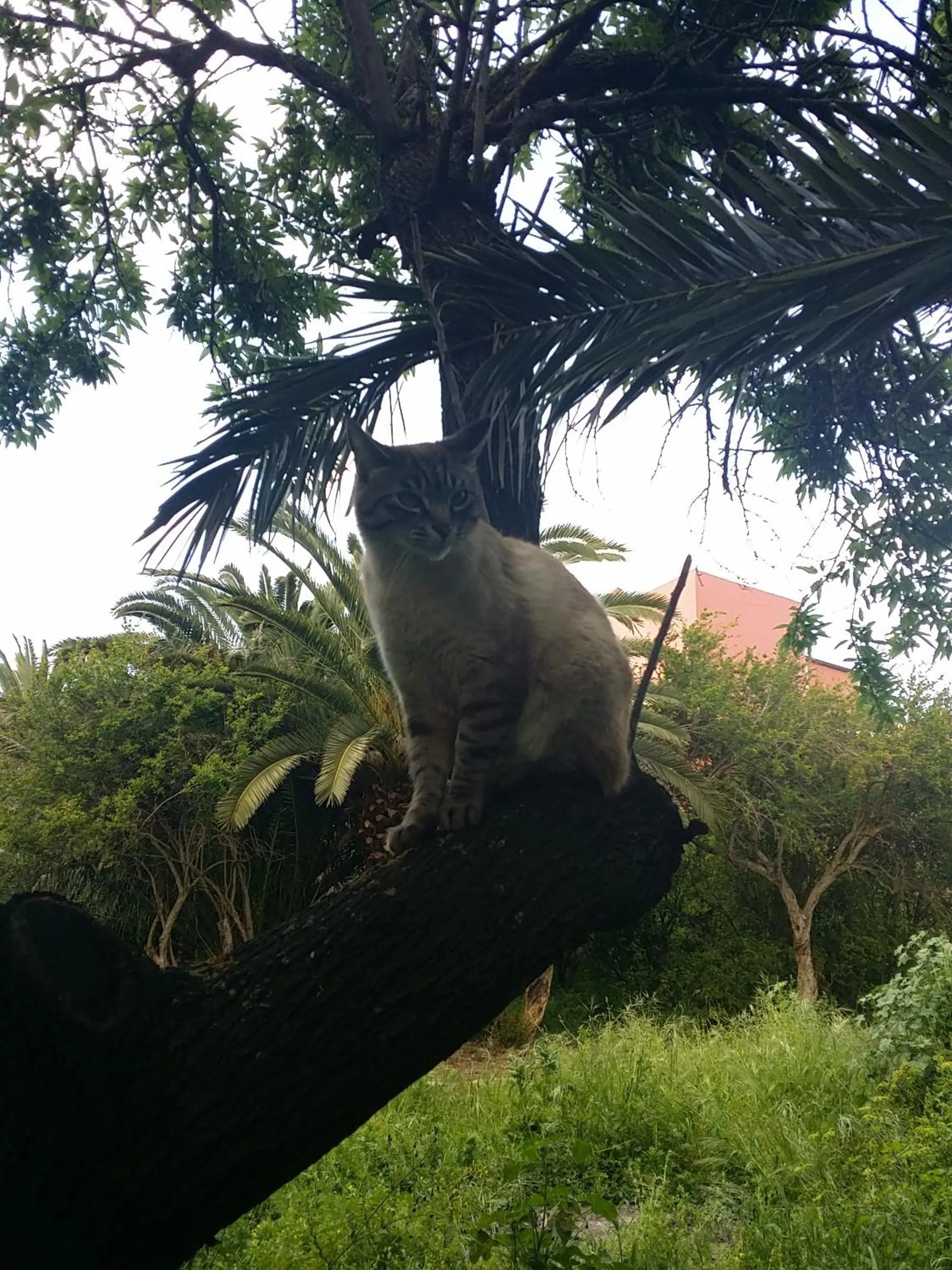 Pets in Il Melangolo