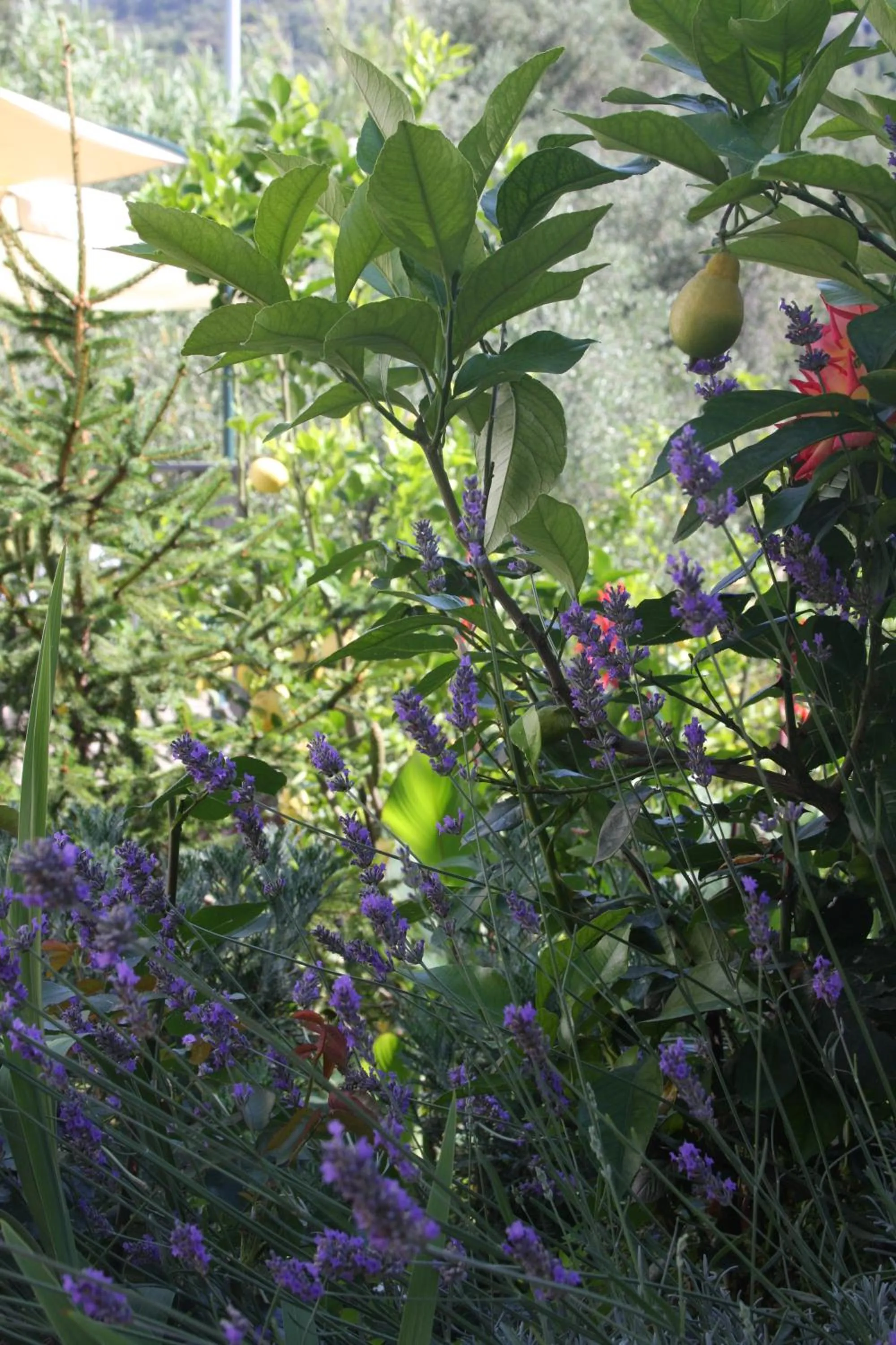 Garden in B&B Le Giare